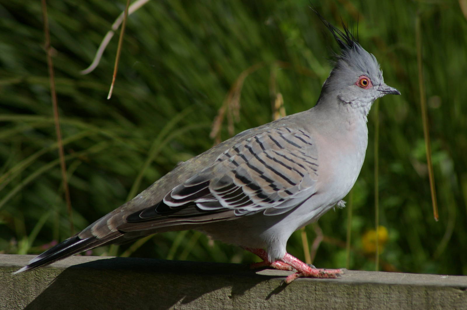 Australian crested pigeon (Ocyphaps lophotes)