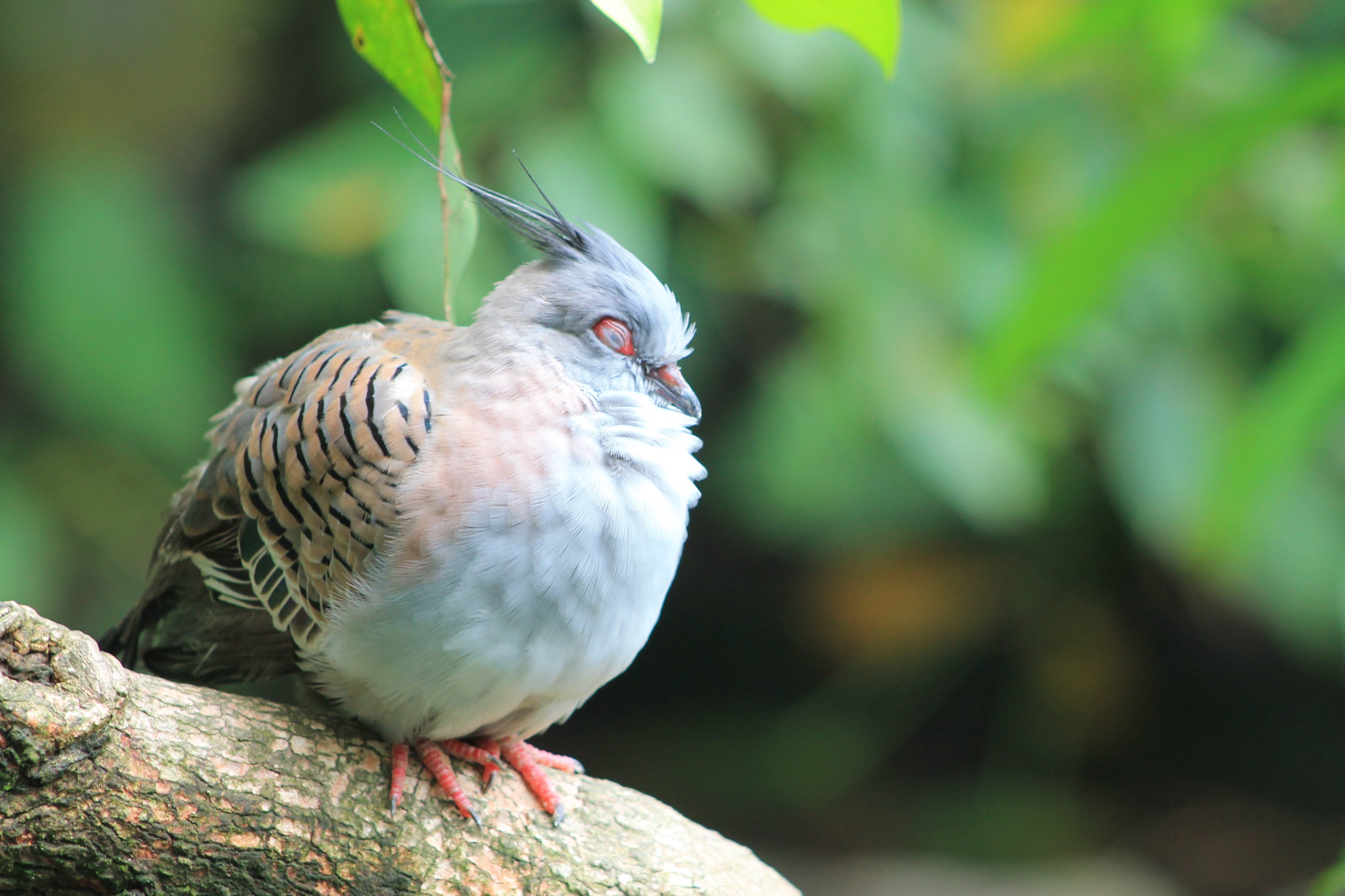 Australian Crested Pigeon (Ocyphaps lophotes)