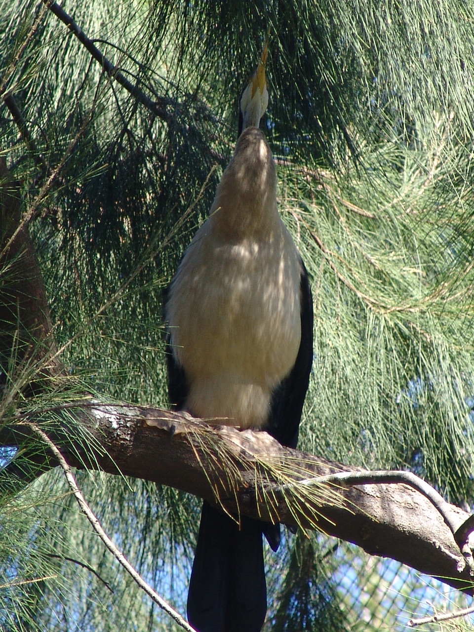 Australian Darter (Anhinga novaehollandiae)
