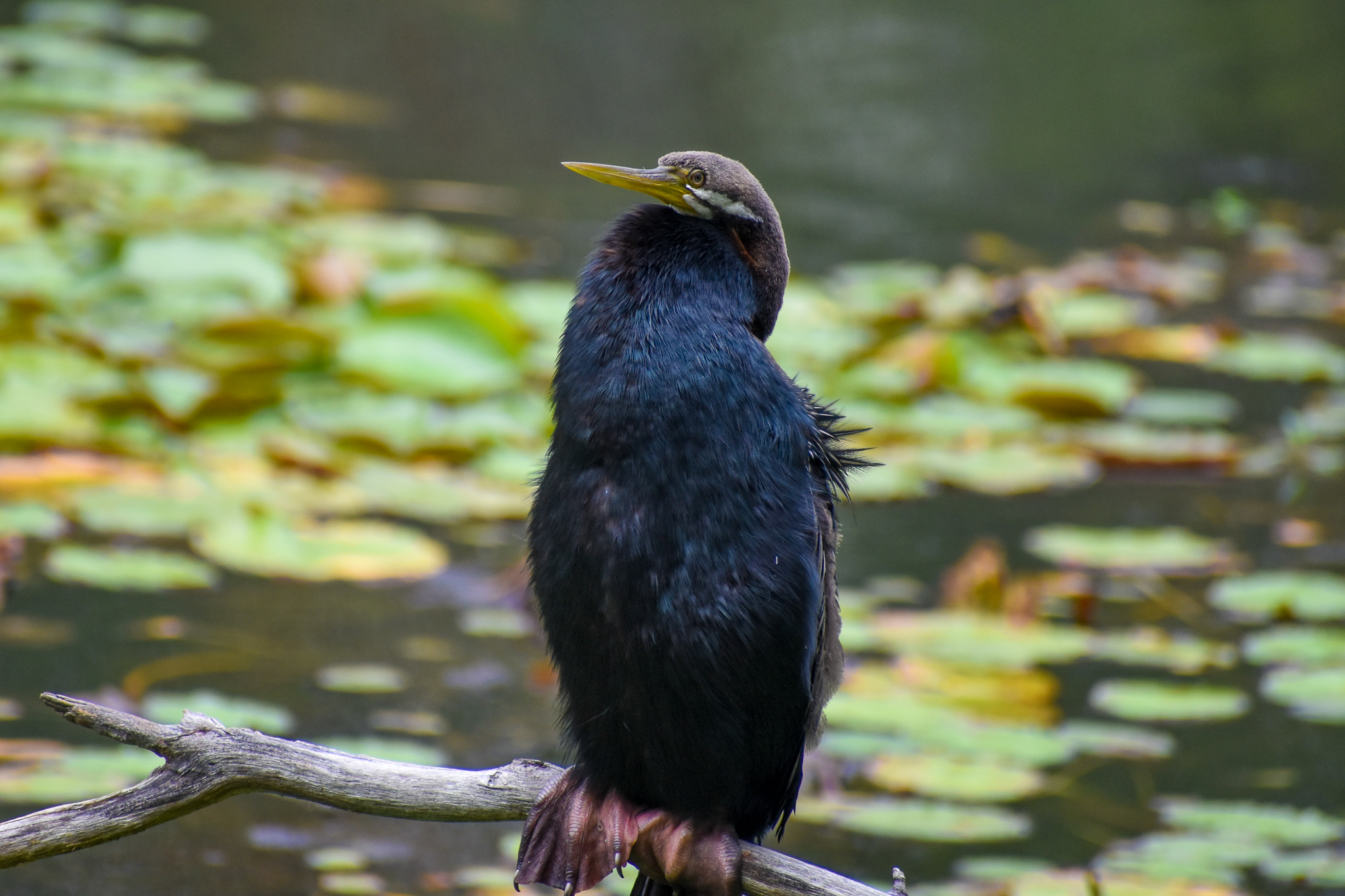Australian Darter (Anhinga novaehollandiae)