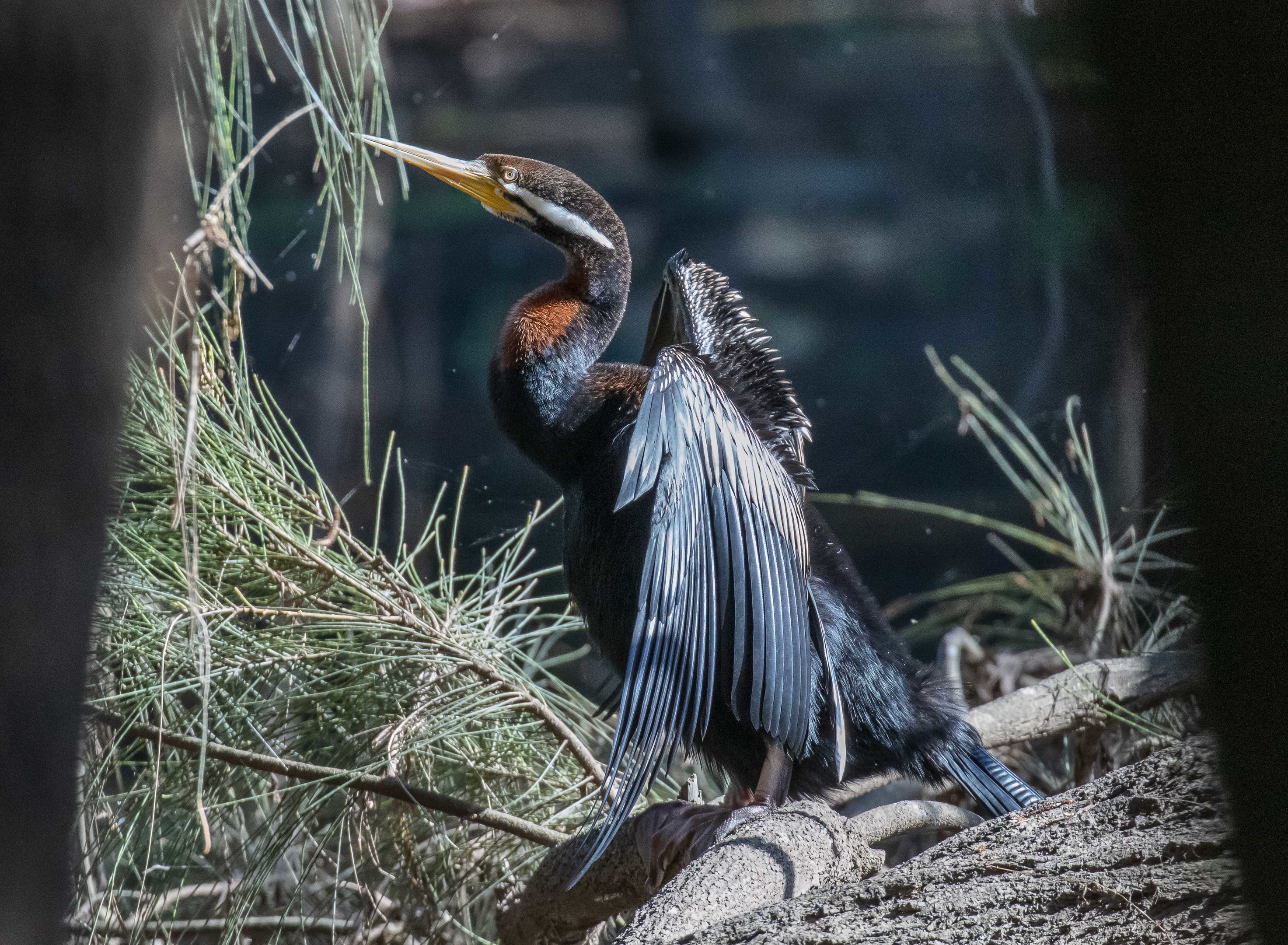 Australian Darter (male)