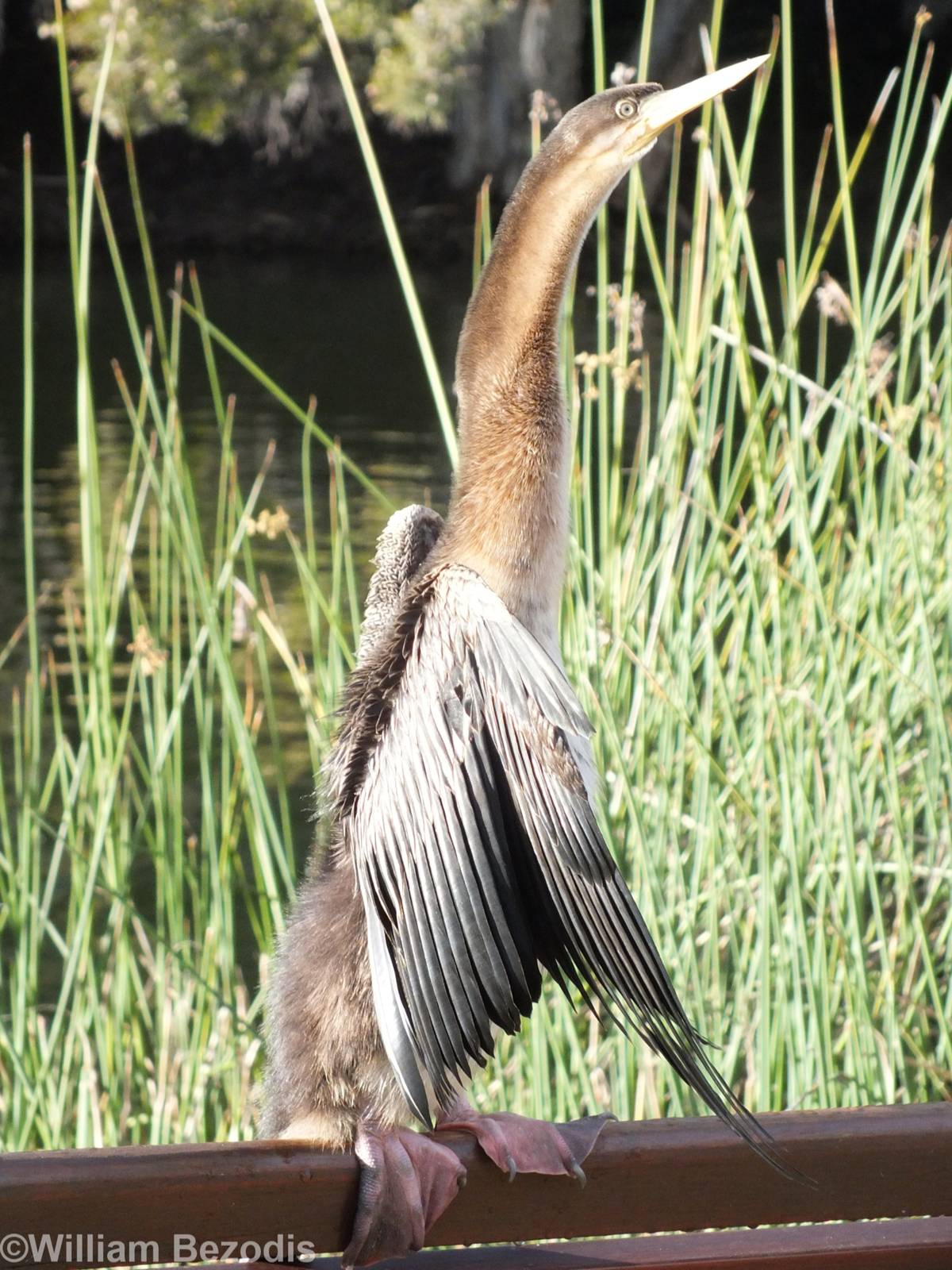 Australian Darter