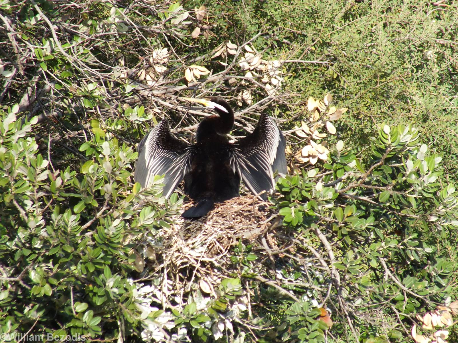 Australian Darter