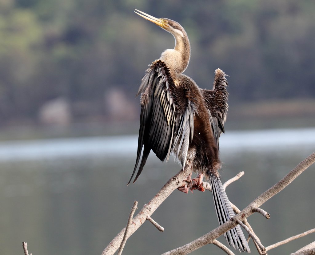 Australian Darter