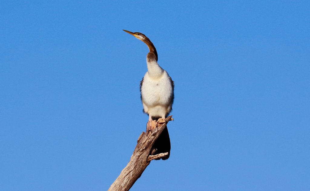 Australian Darter