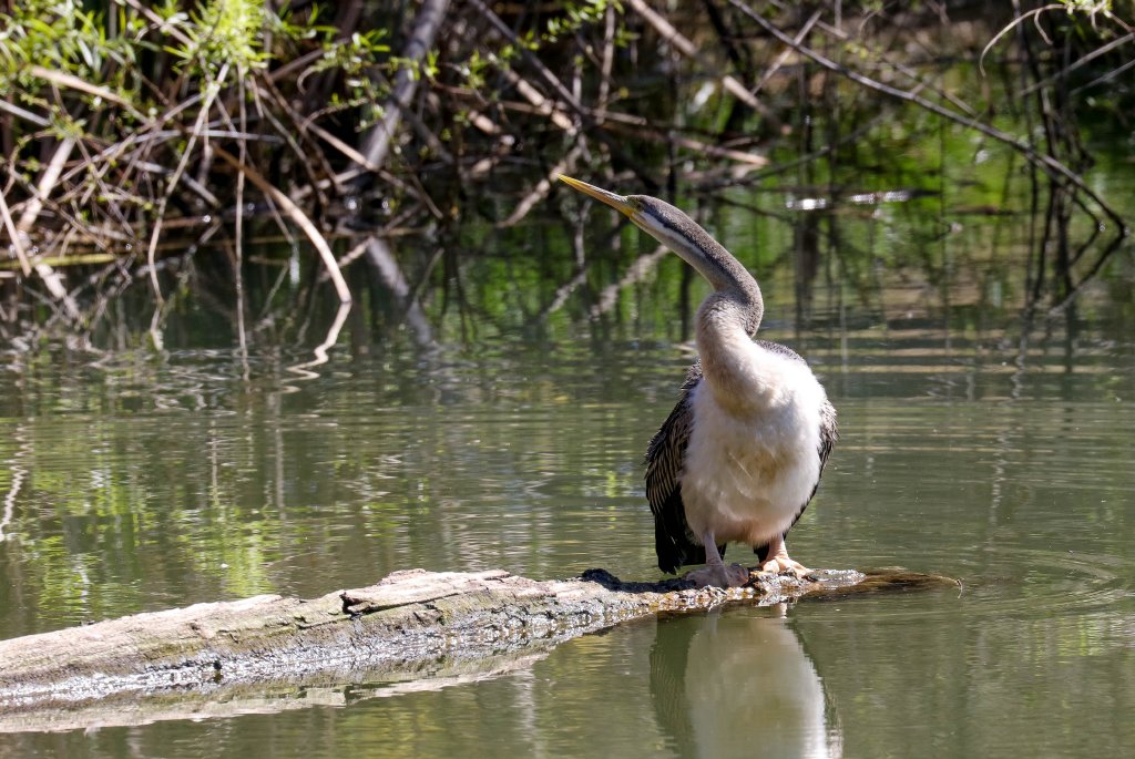Australian Darter