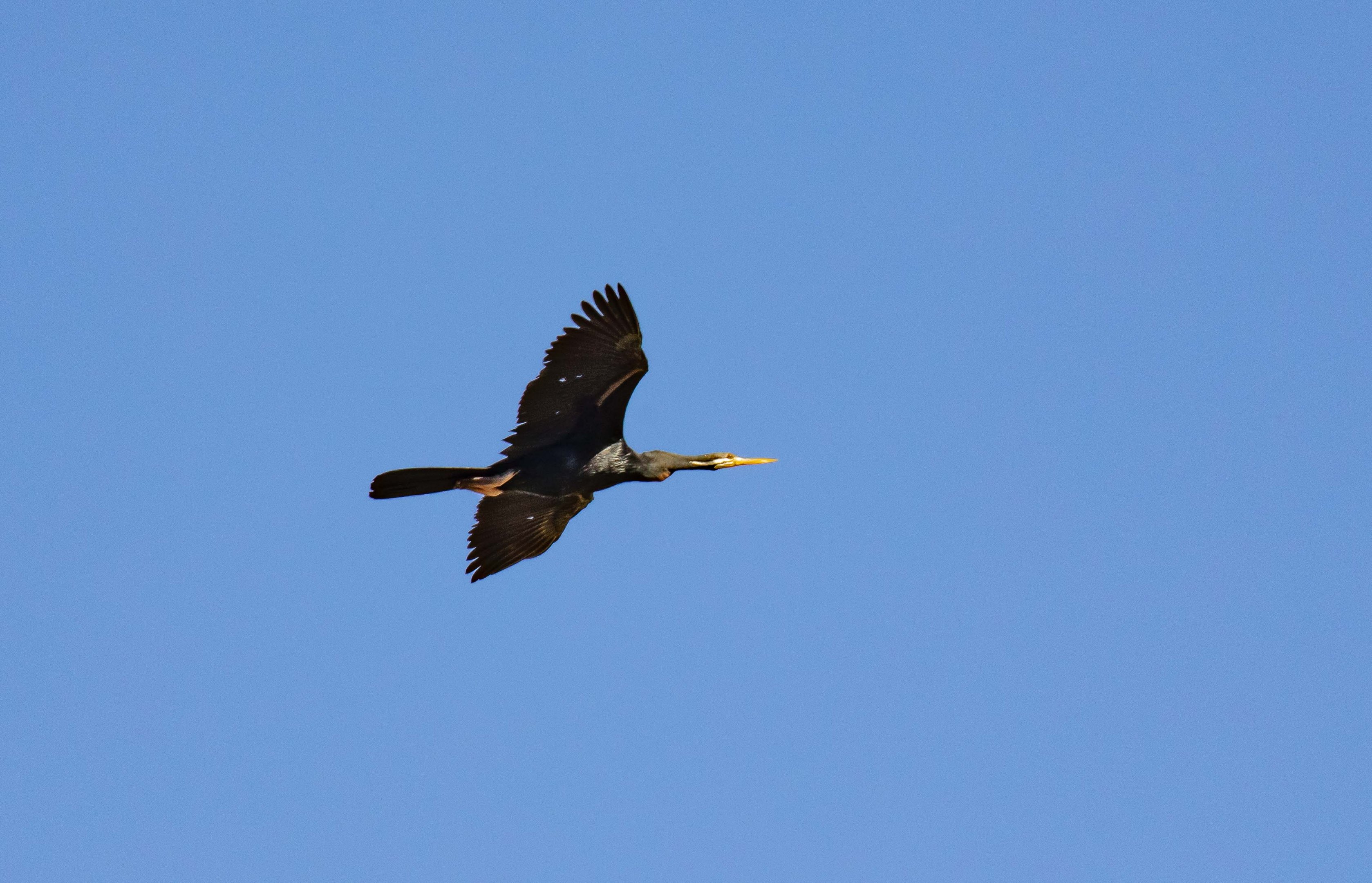 Australian Darter