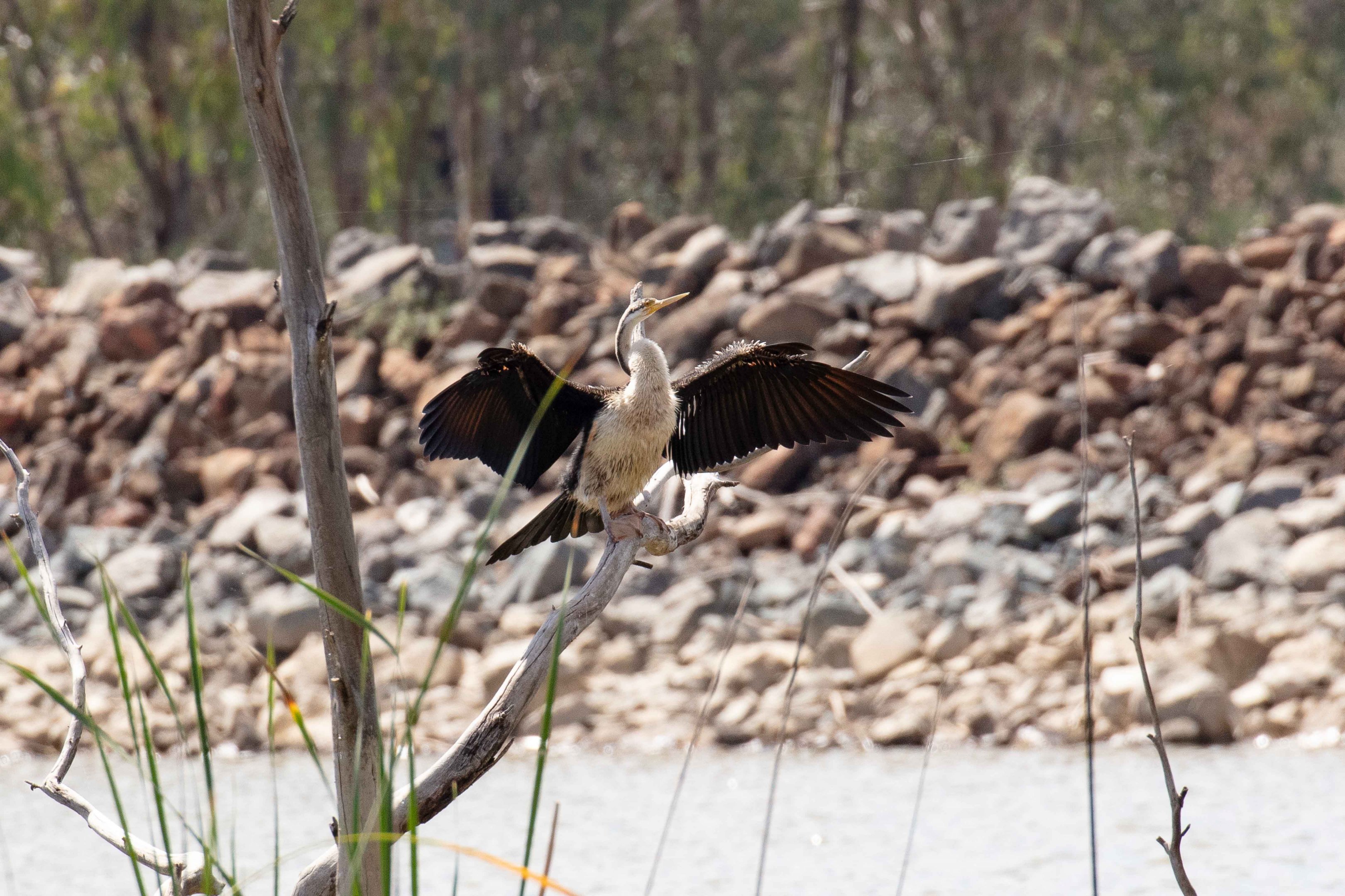 Australian Darter