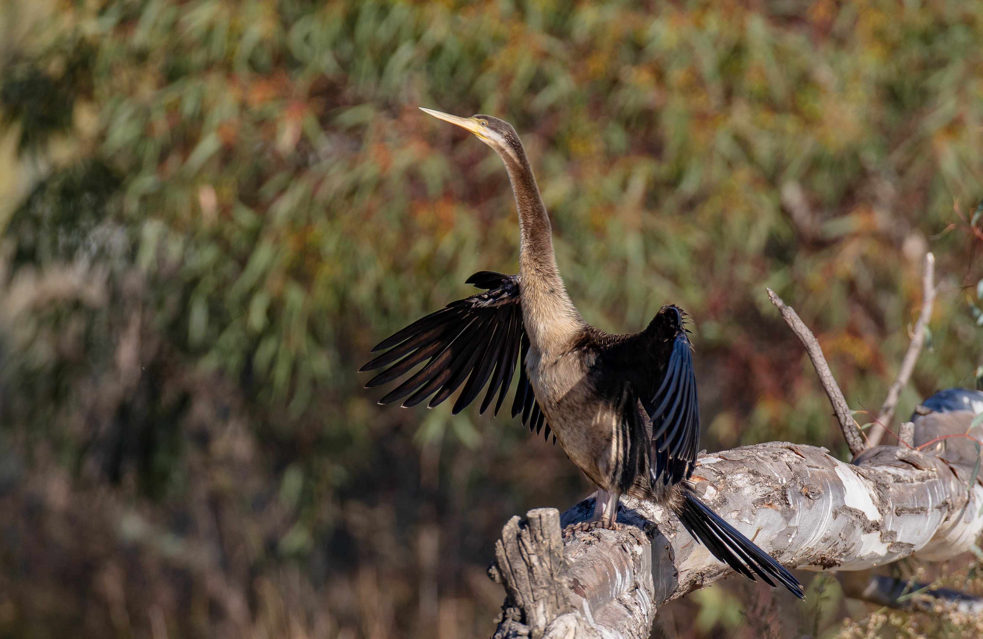 Australian Darter
