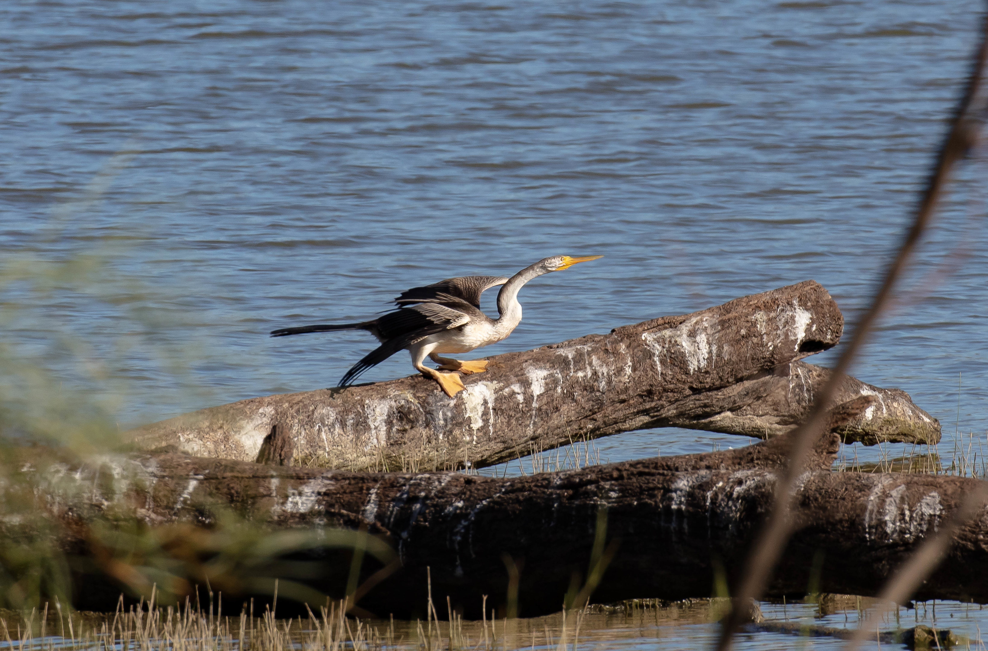Australian Darter