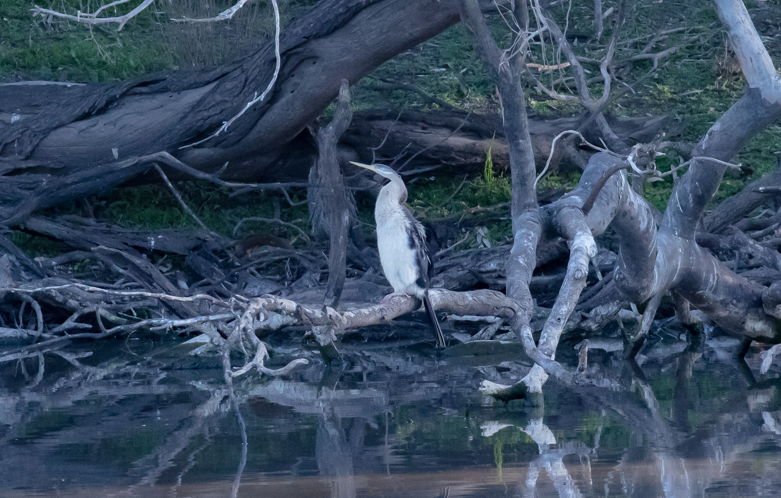Australian Darter