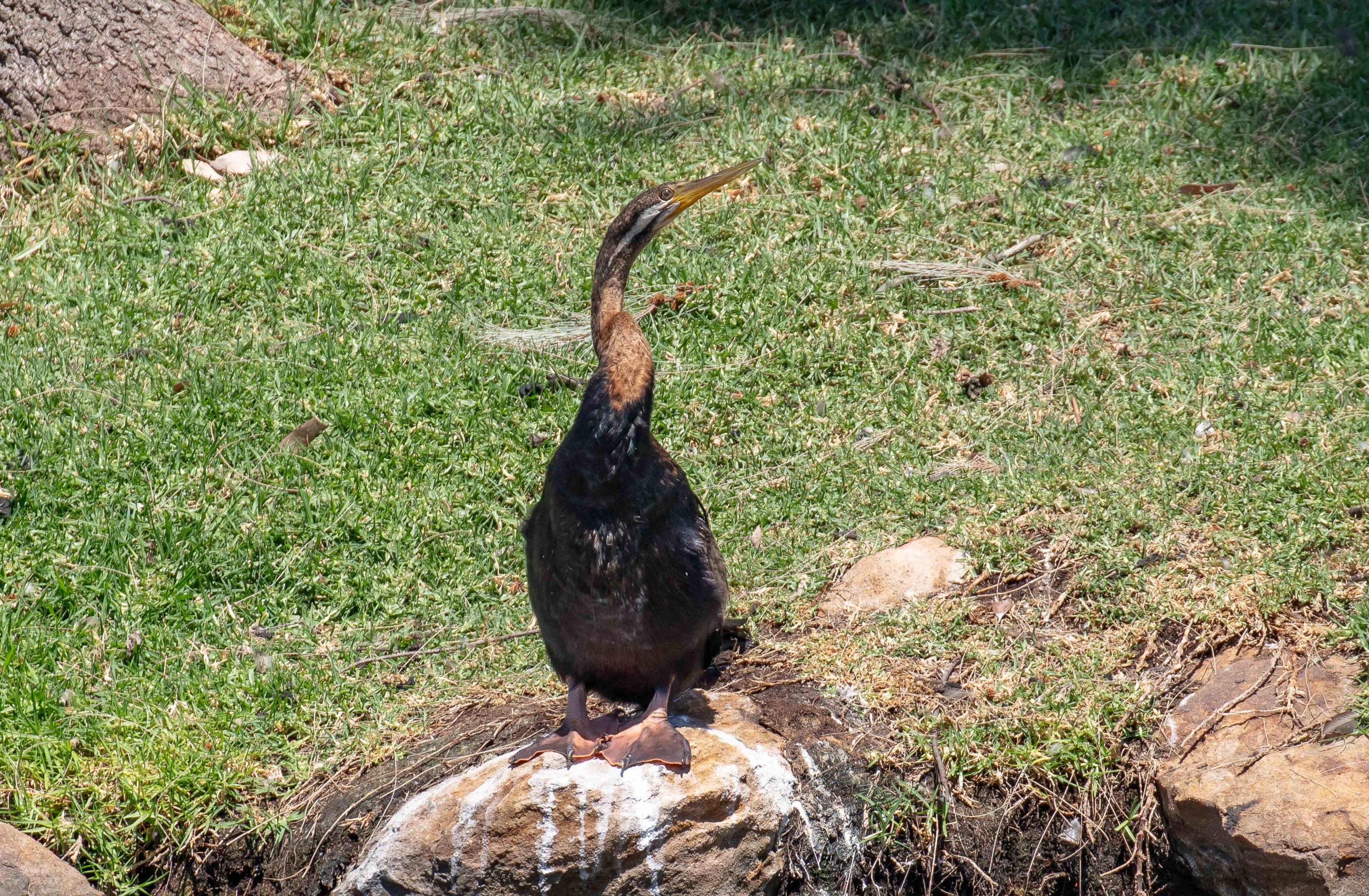 Australian Darter