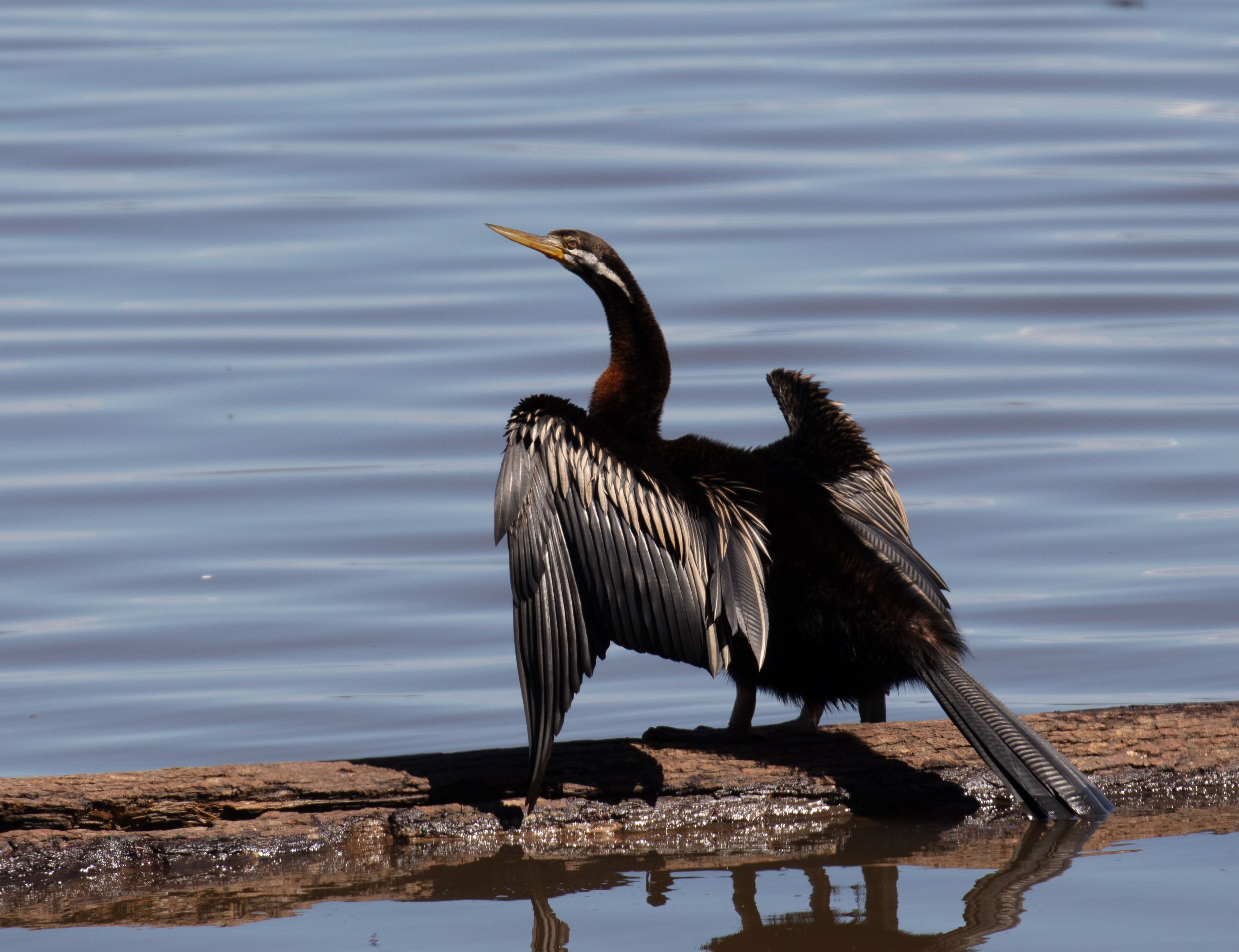 Australian Darter