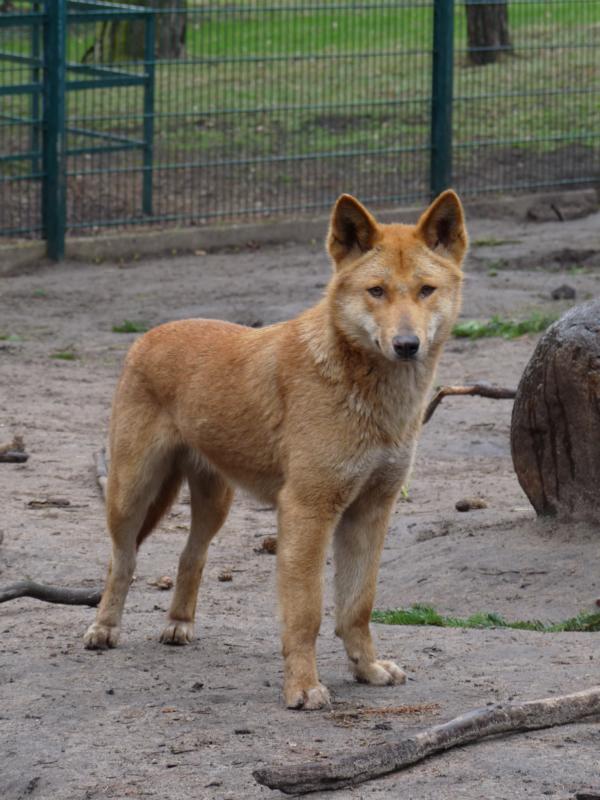 Australian Dingo