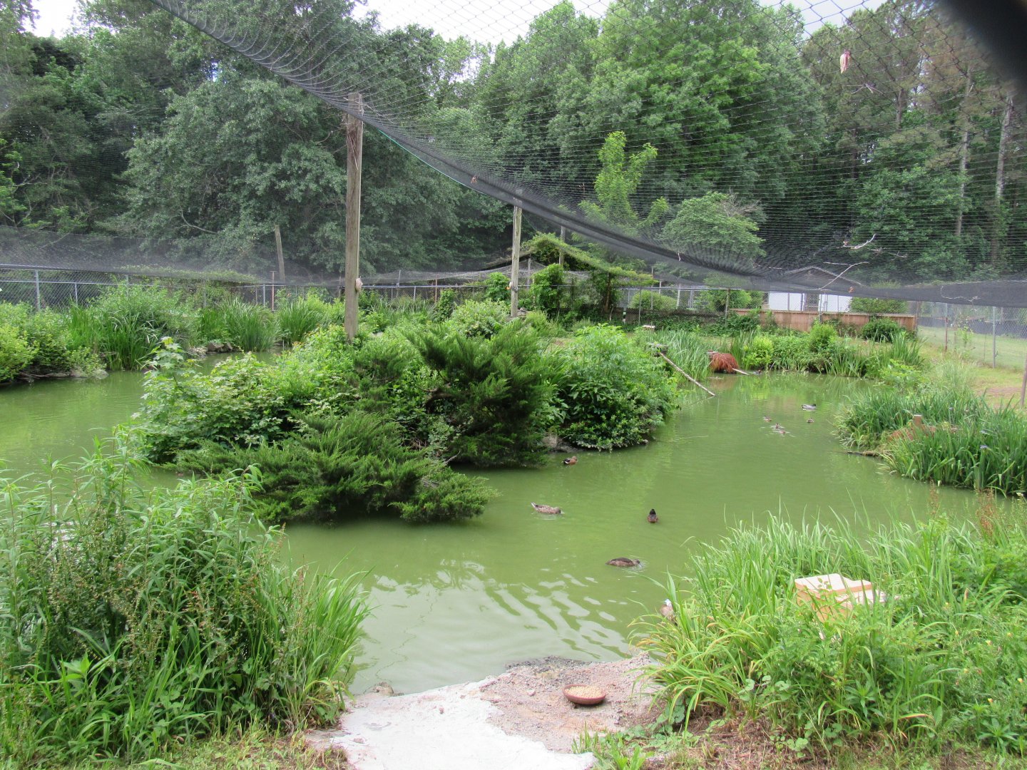 Australian duck aviary