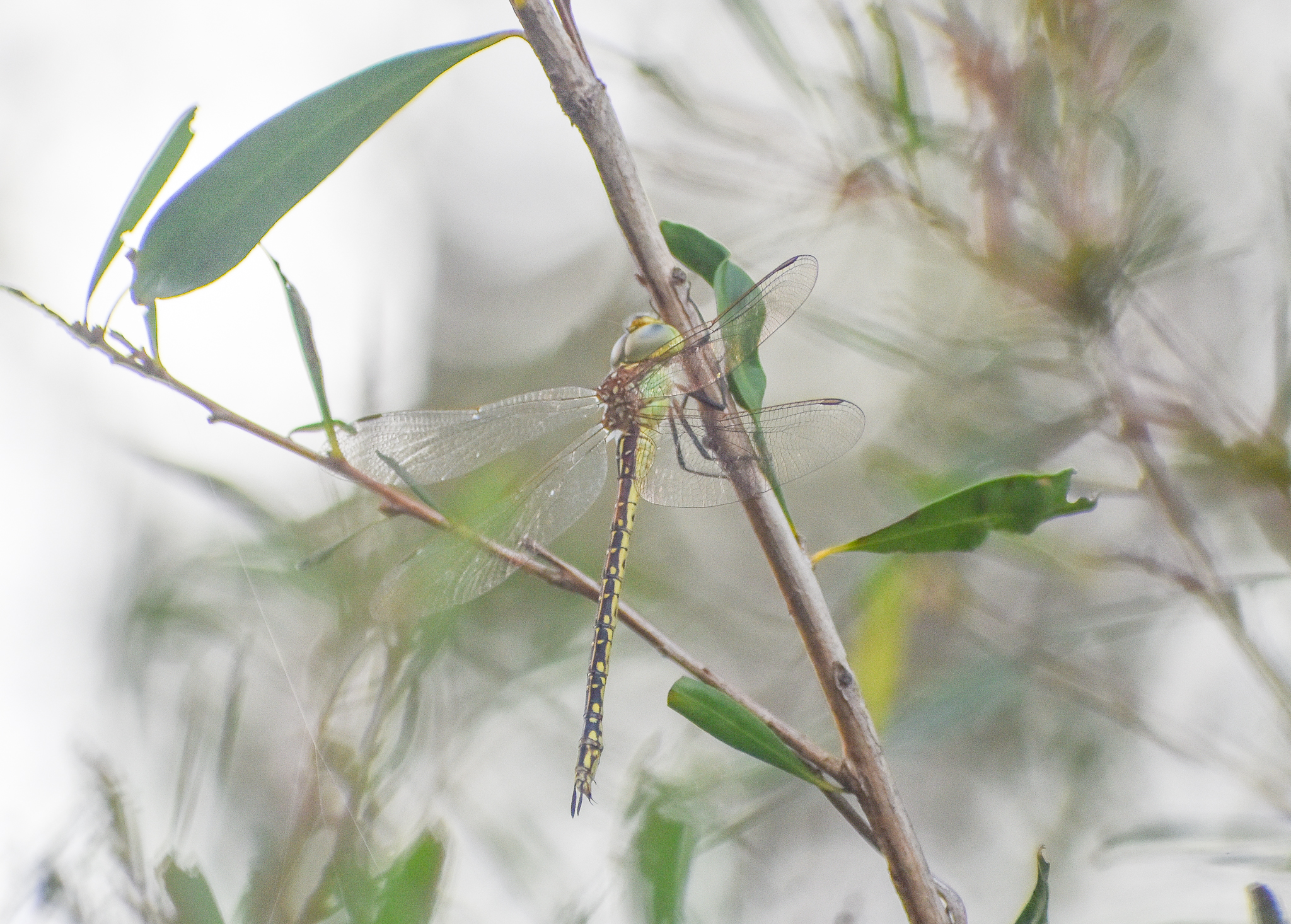 Australian Duskhawker, Austrogynacantha heterogena
