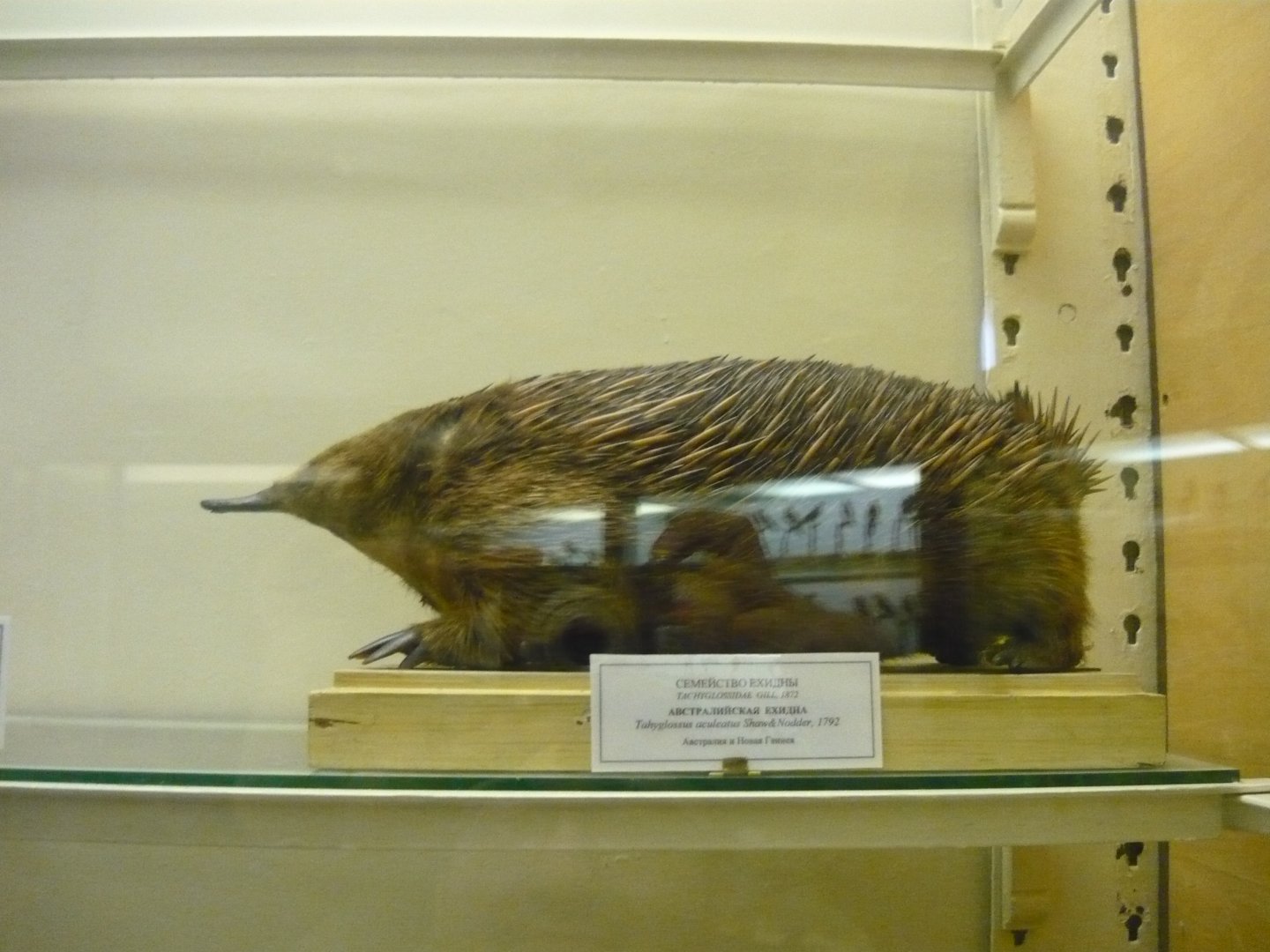 Australian echidna