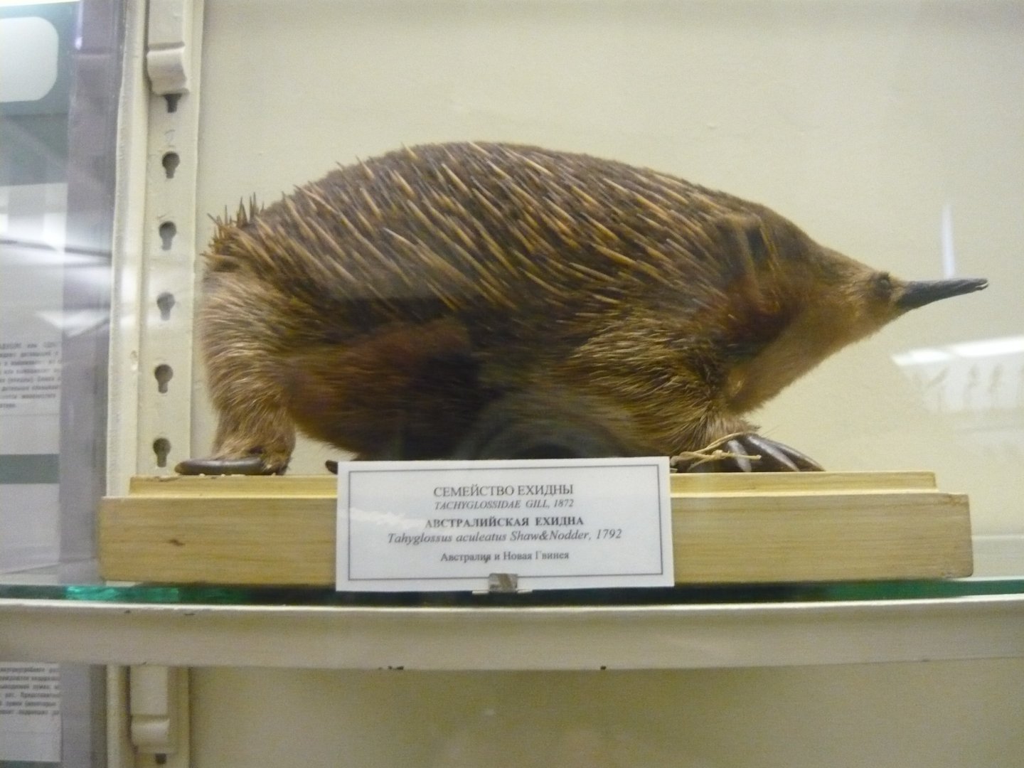 Australian echidna
