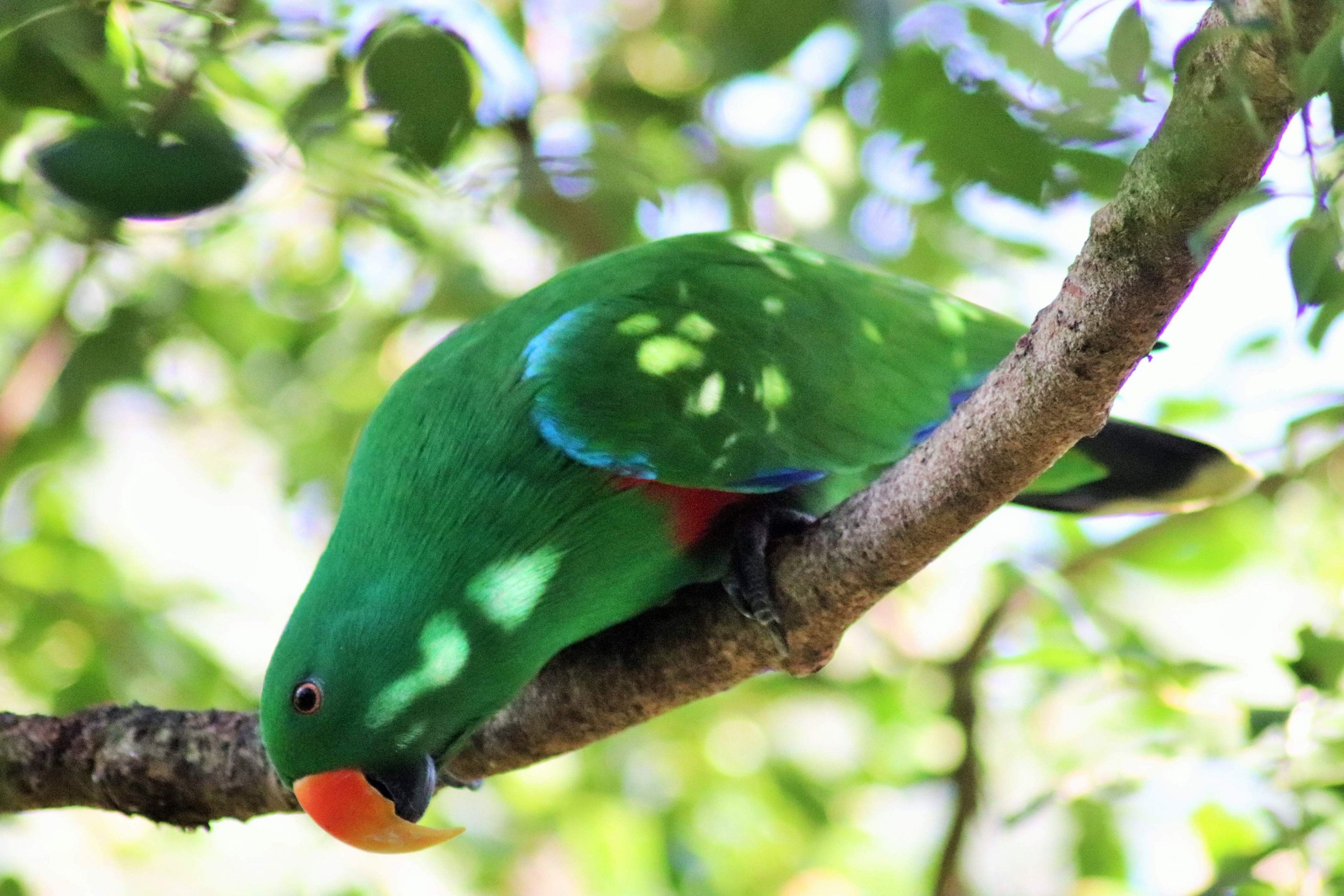 Australian Eclectus Parrot (Eclectus roratus macgillivrayi)