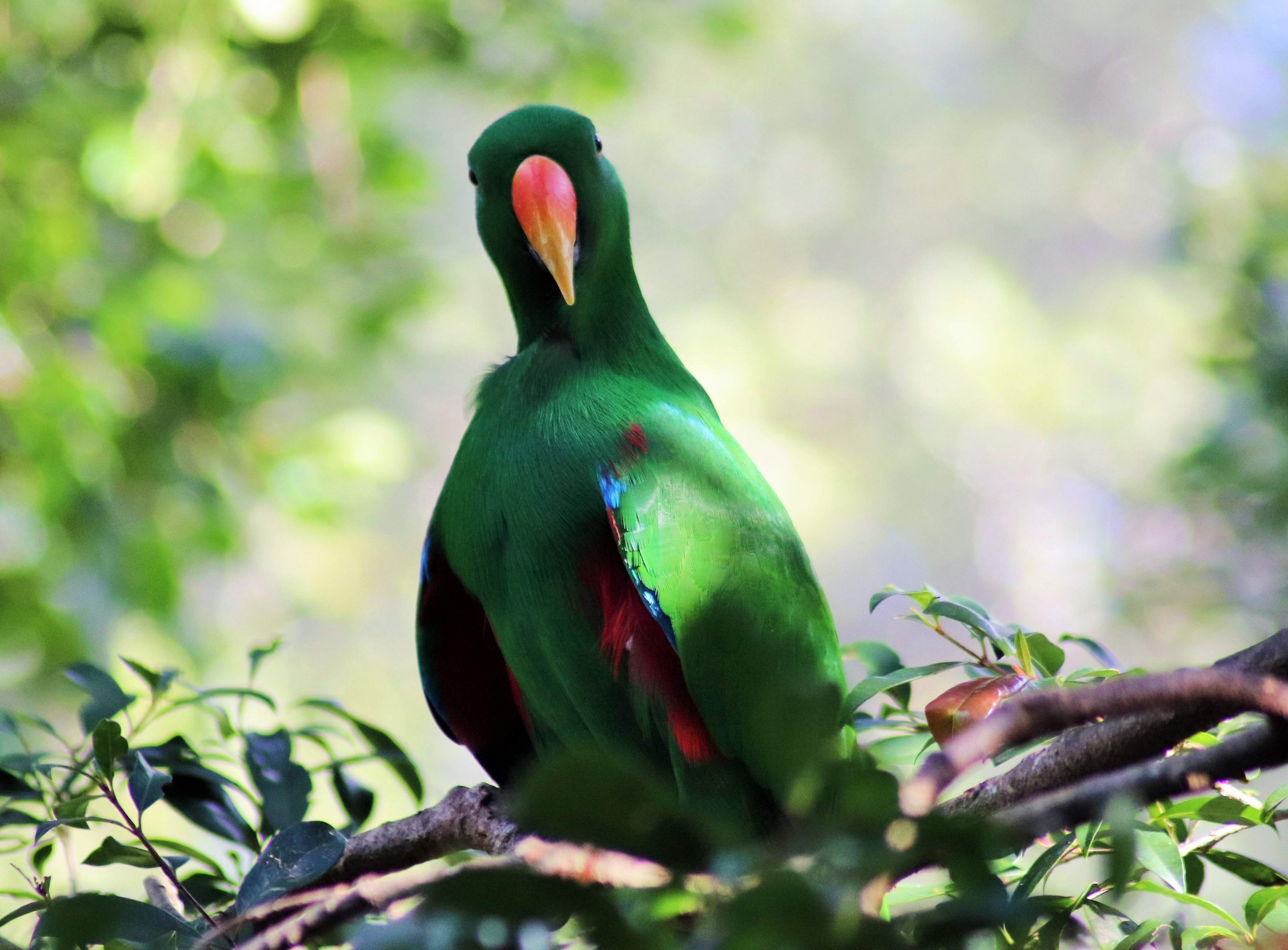 Australian Eclectus Parrot (Eclectus roratus macgillivrayi)