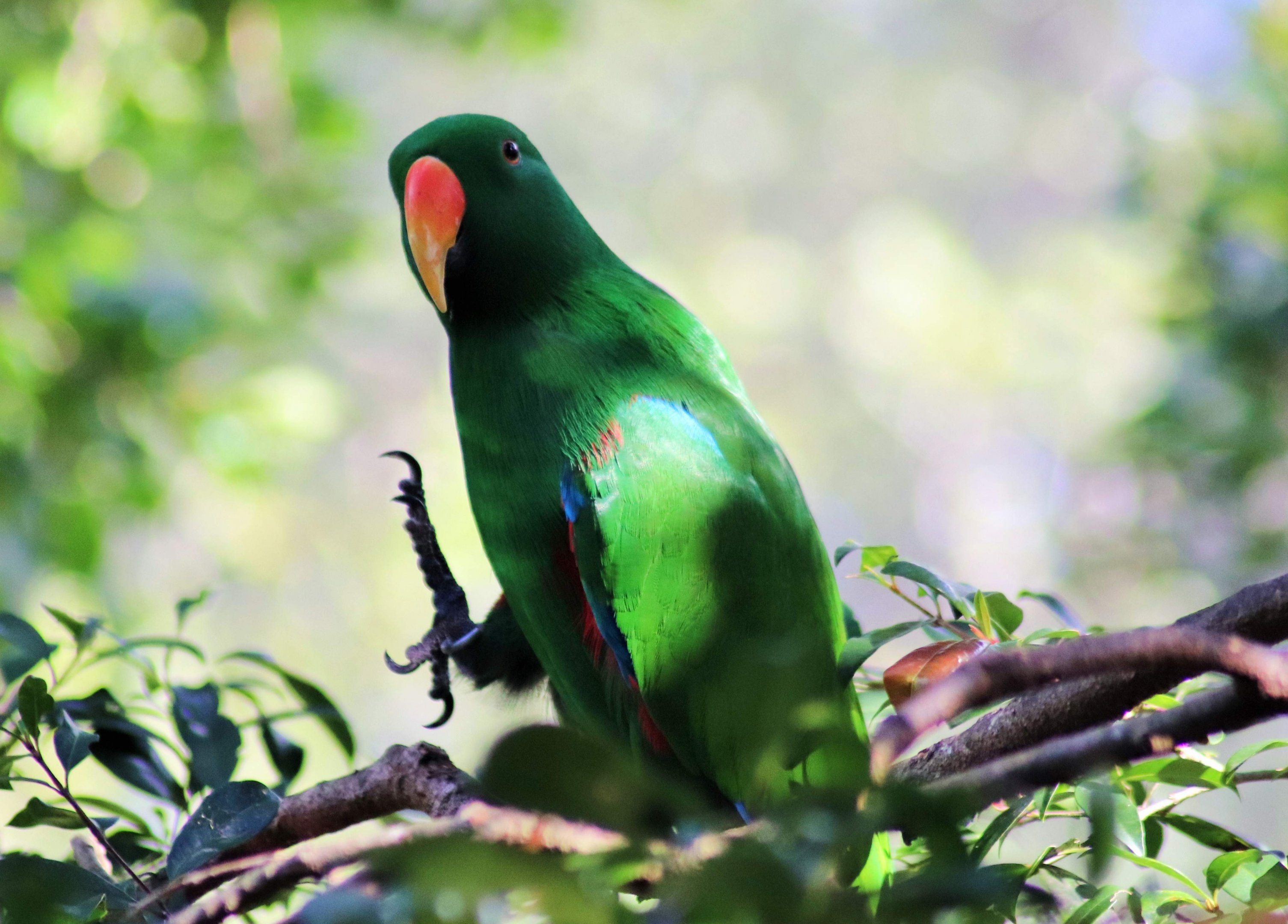 Australian Eclectus Parrot (Eclectus roratus macgillivrayi)