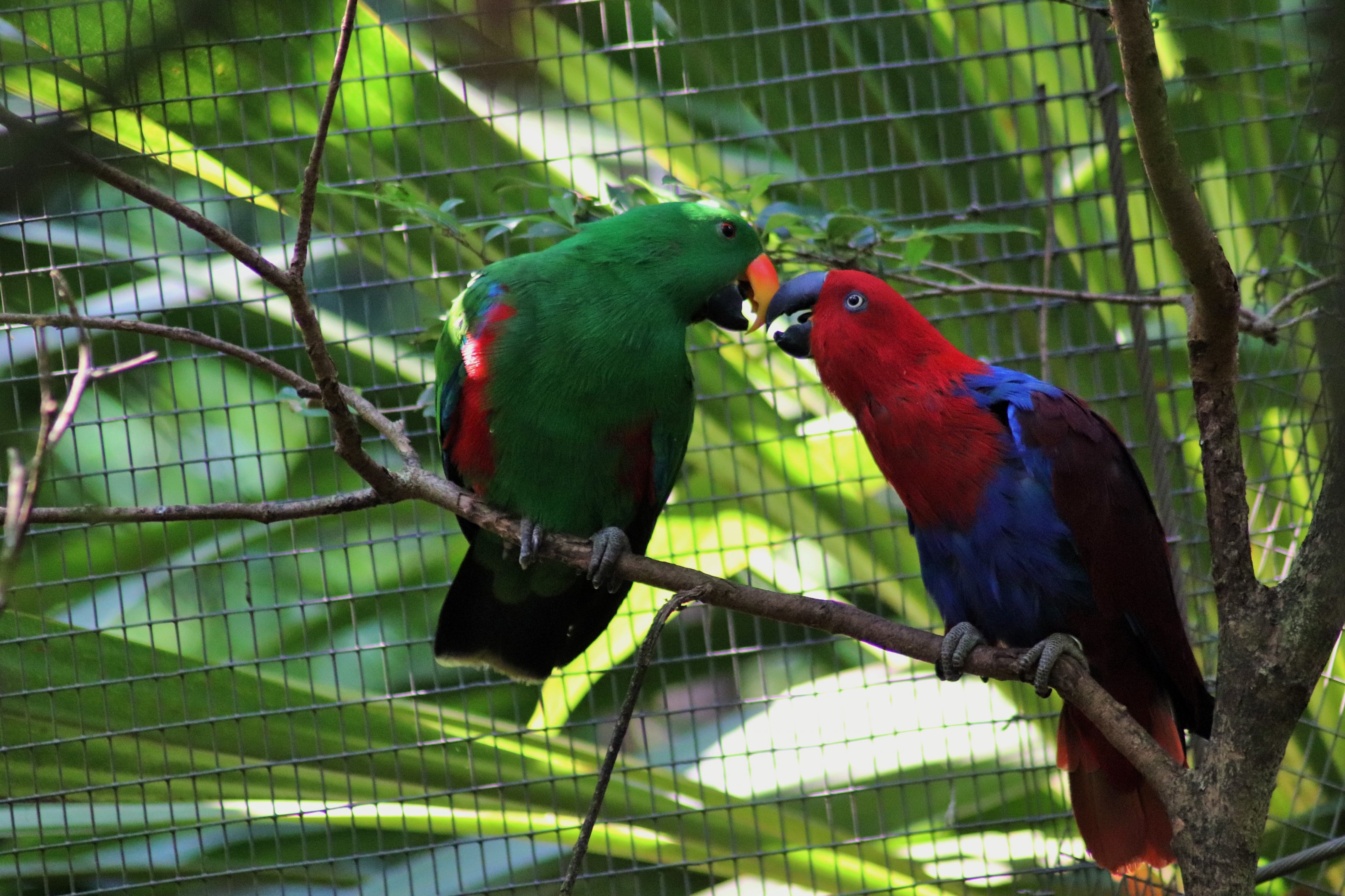 Australian Eclectus Parrots (Eclectus roratus macgillivrayi)