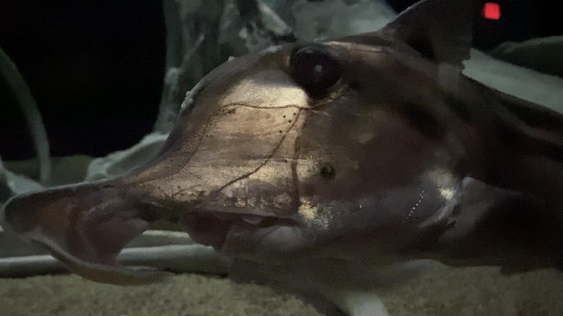Australian elephant fish