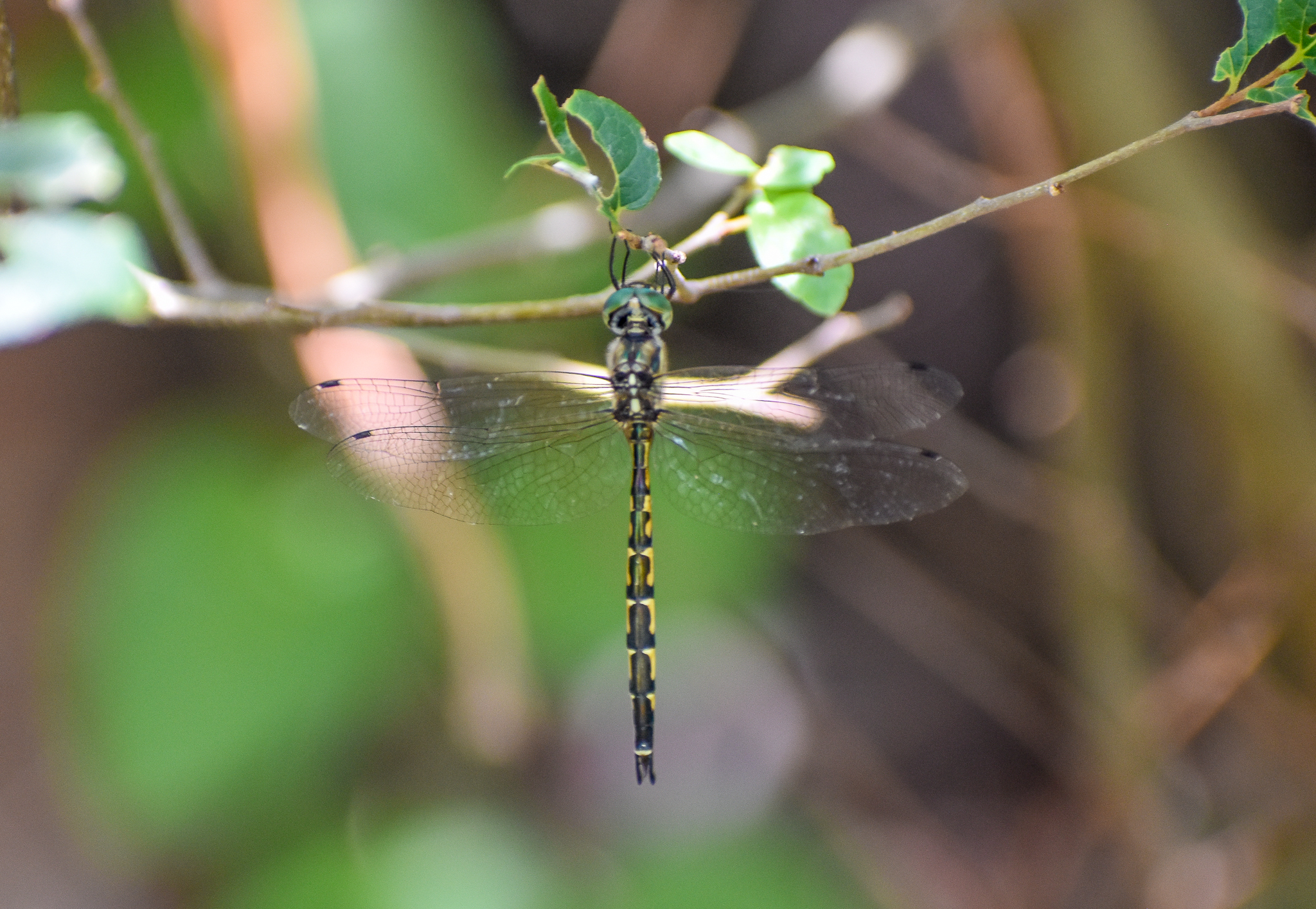 Australian Emerald, Hemicordulia australiae