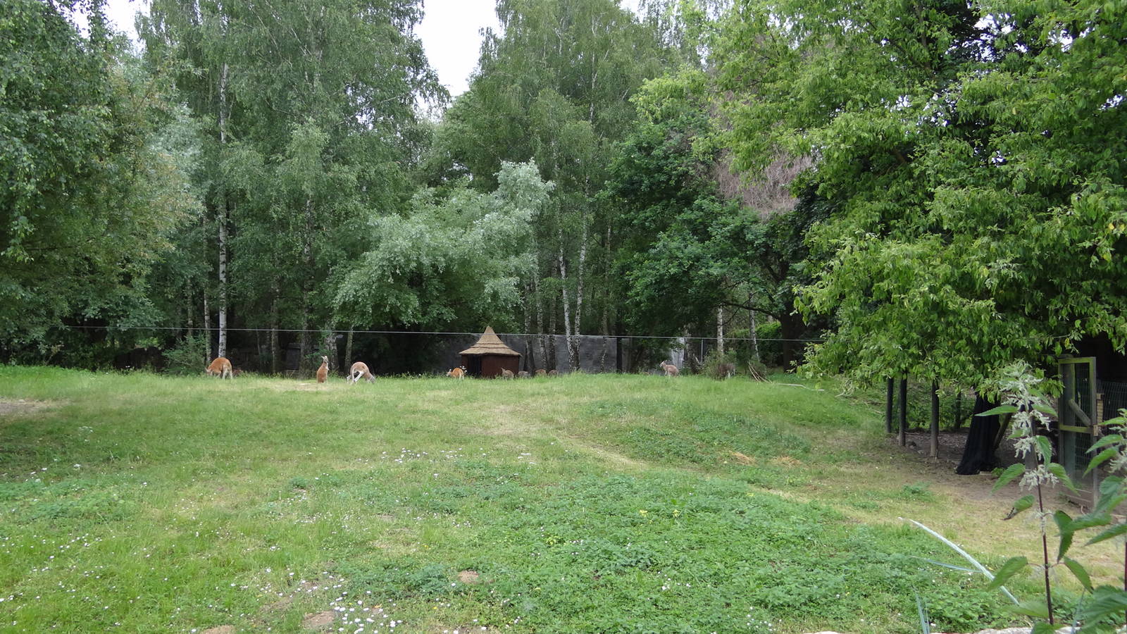 Australian enclosure