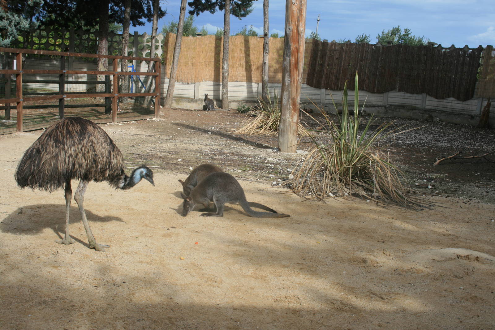 Australian enclosure
