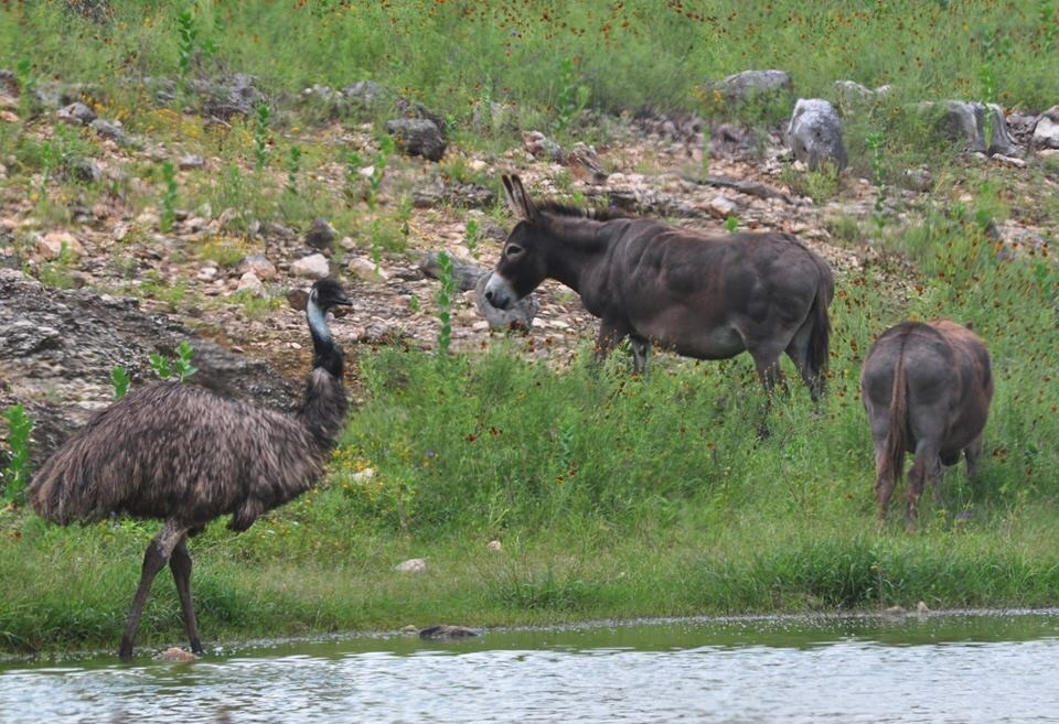 Australian Exhibit - Domestic Ass and Emu