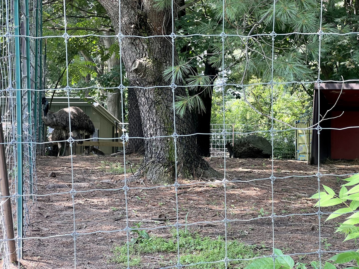 Australian Exhibit - Emus, Res Kangaroos, Western Grey Kangaroos, and Red-necked Wallabies
