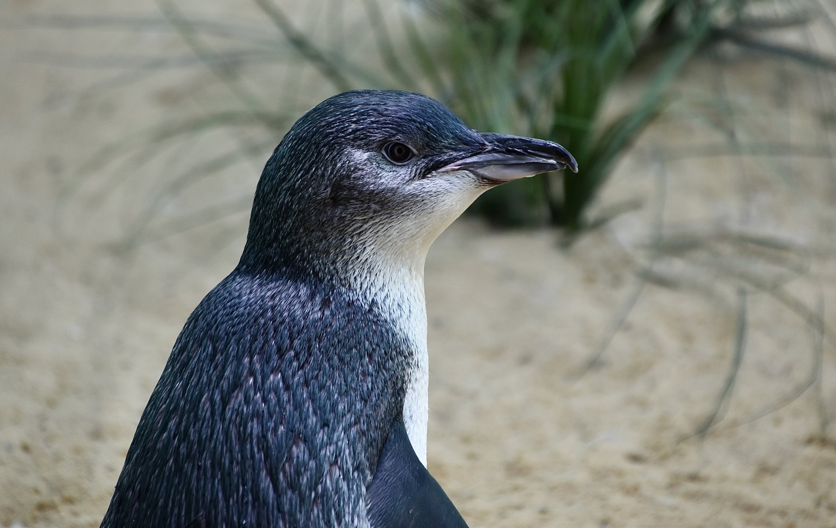 Australian Fairy Penguin (Eudyptula novaehollandiae)