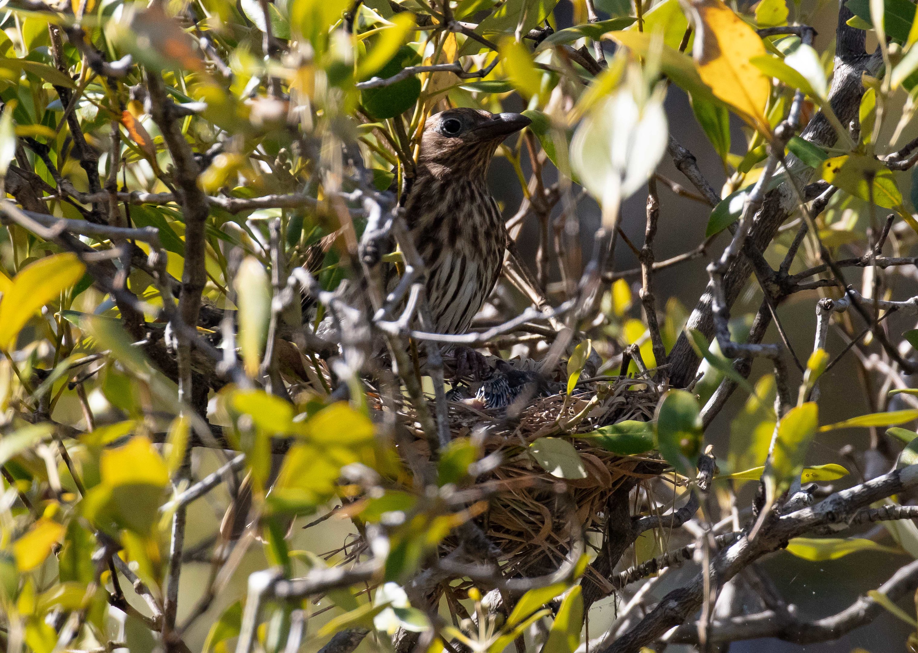 Australian Figbird female on nest