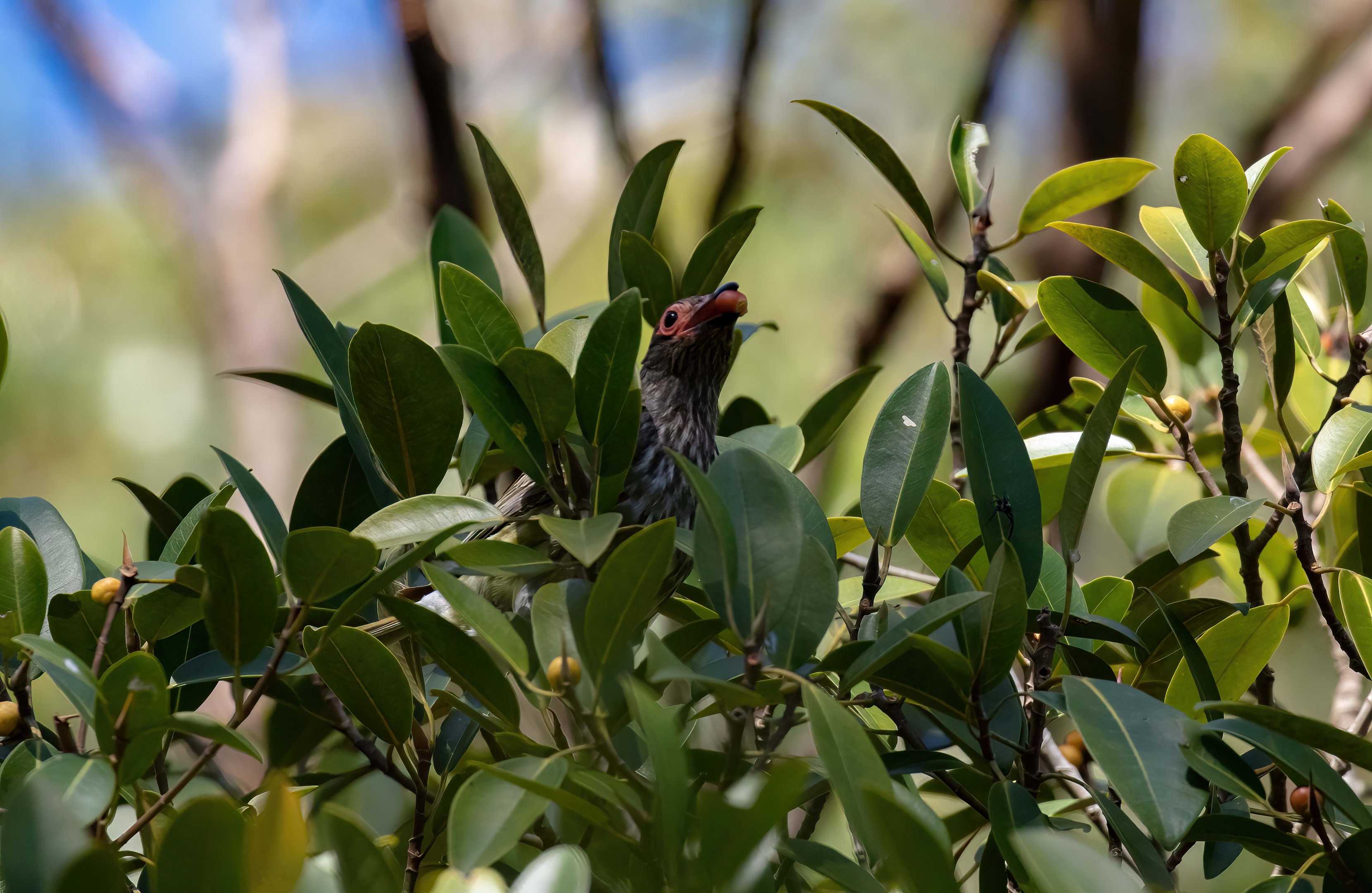 Australian Figbird male