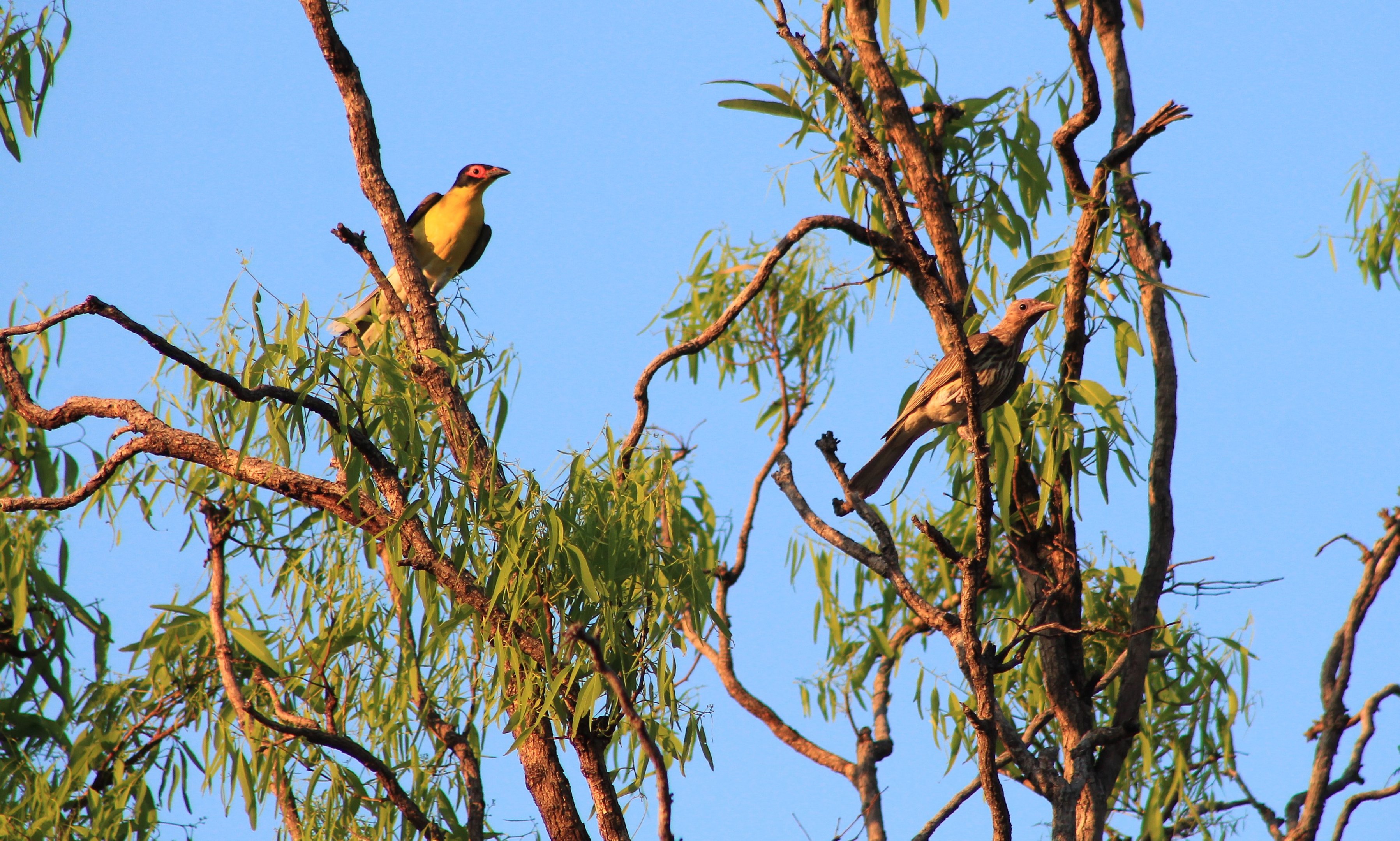 Australian Figbird (Sphecotheres vieilloti) pair
