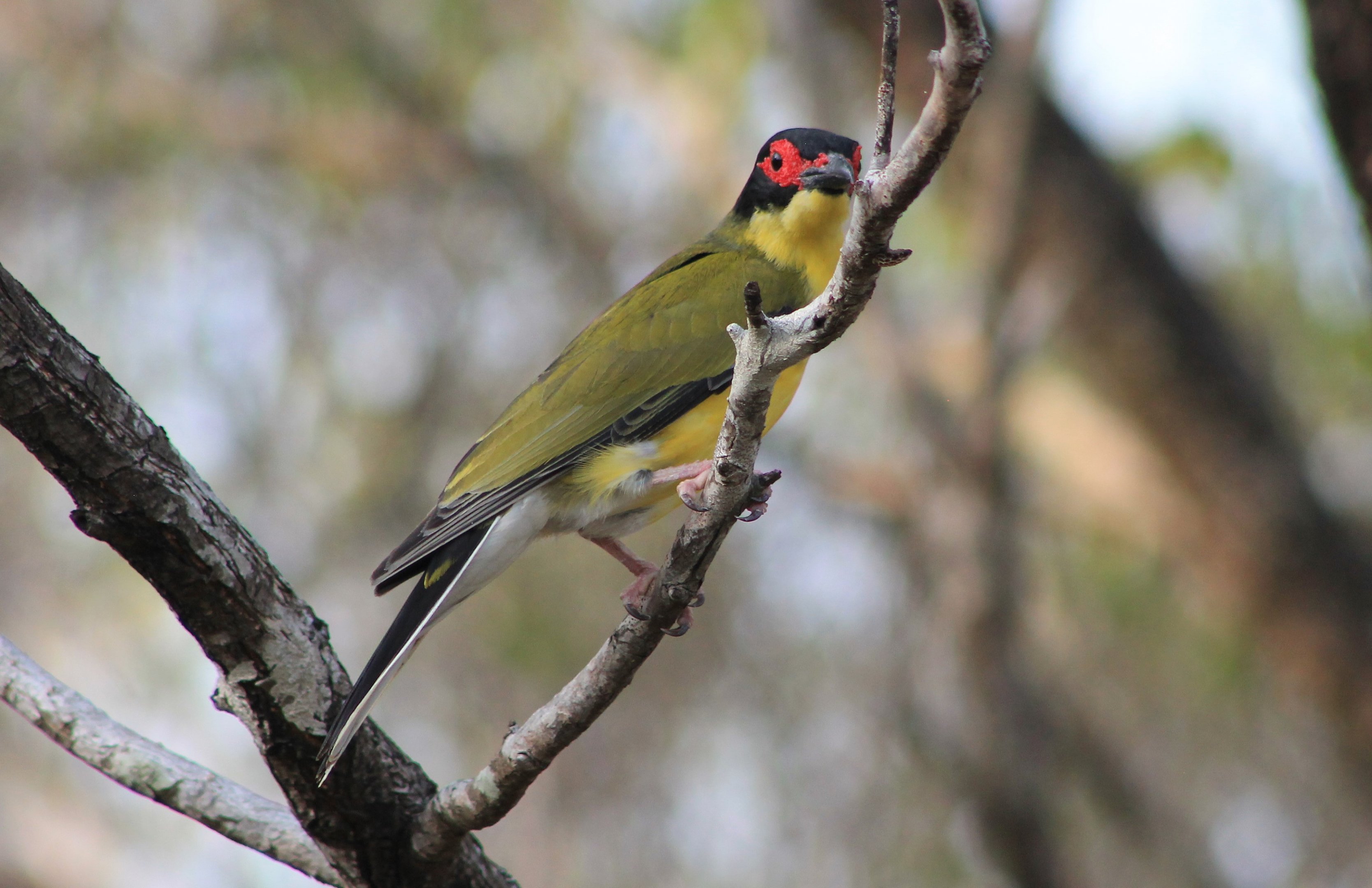 Australian Figbird (Sphecotheres viridis), male