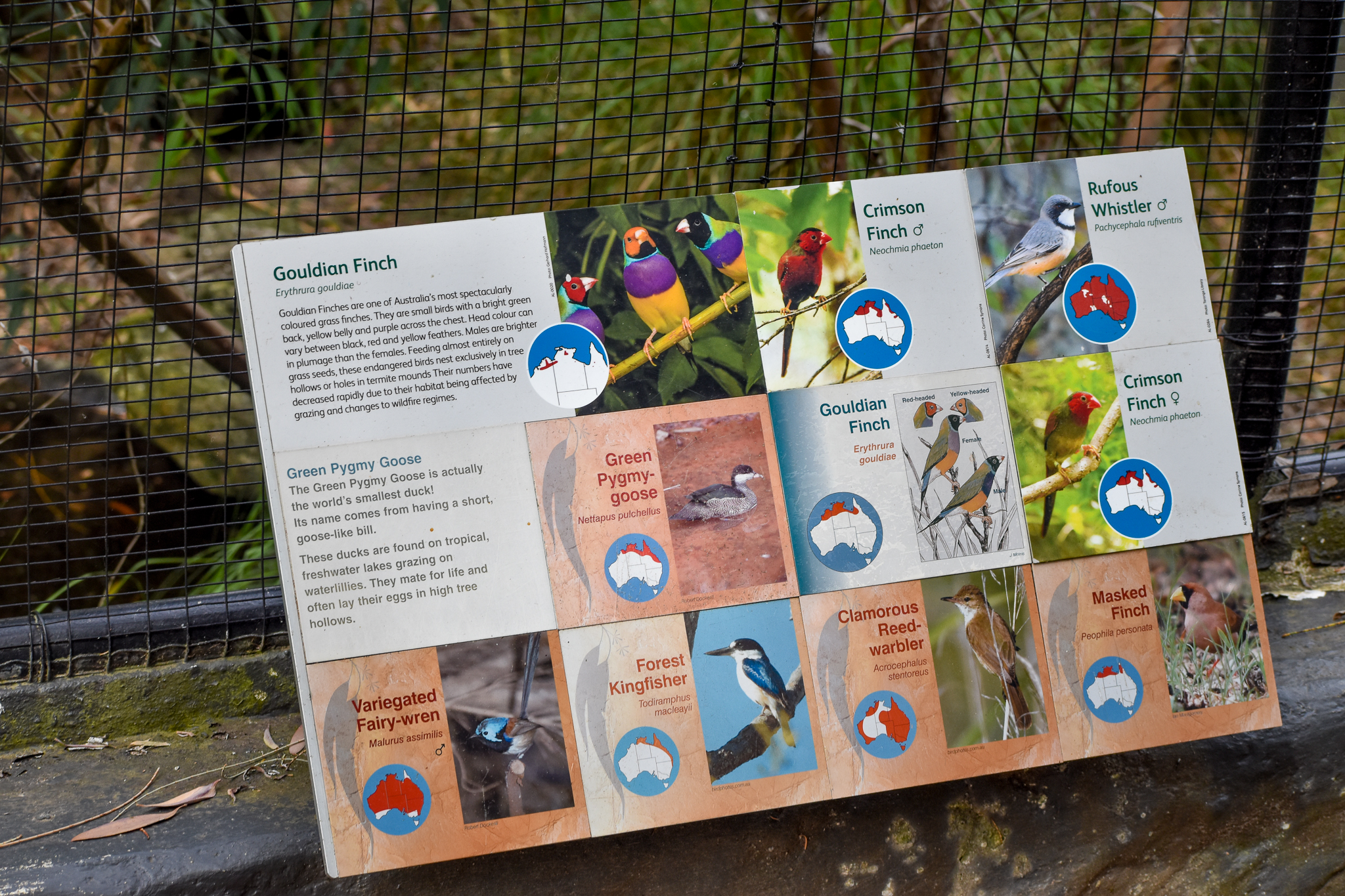 Australian Finch Aviary