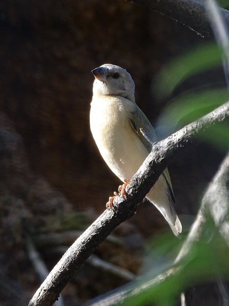Australian finch (Juvenile Gouldian?)