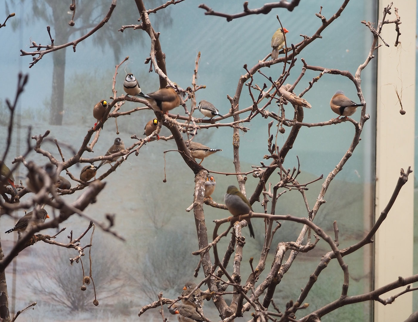 Australian finches, 2022-08-16