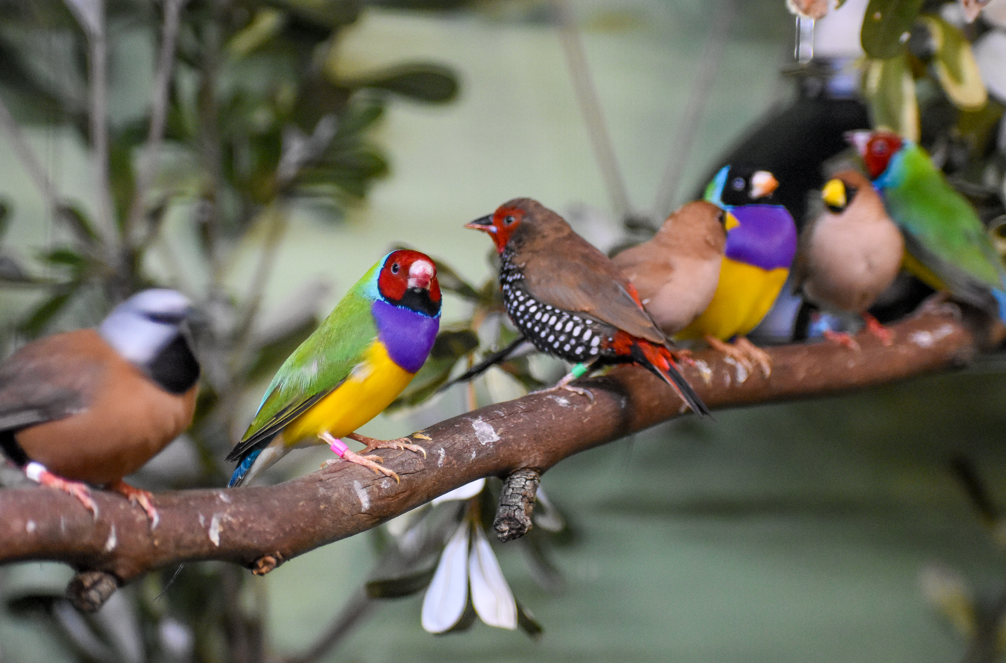 Australian Finches