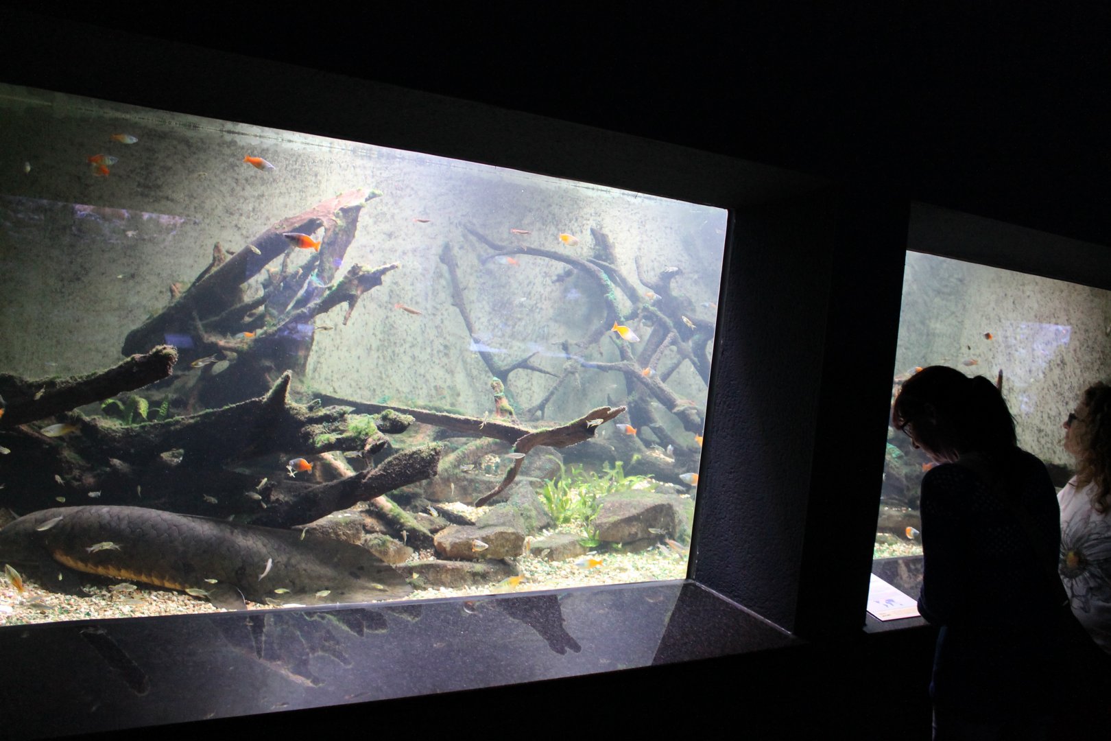 Australian Freshwater Aquarium