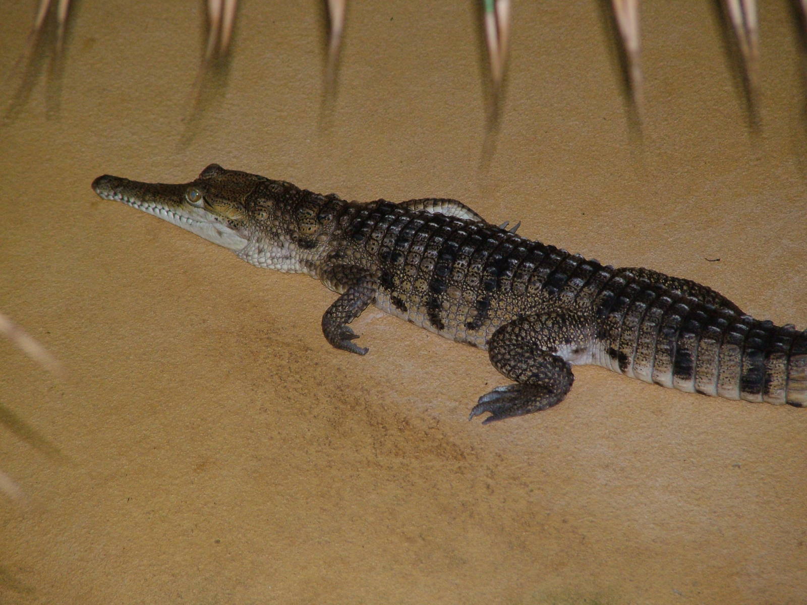 Australian Freshwater Crocodile at Aquazoo 14/05/09