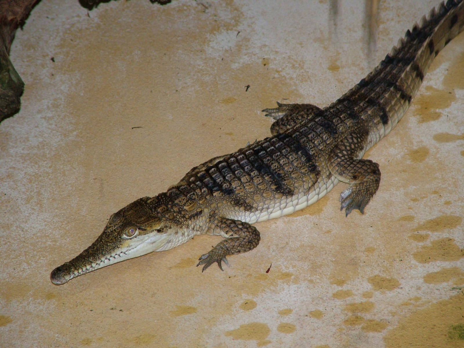 Australian Freshwater Crocodile at Aquazoo 14/05/09