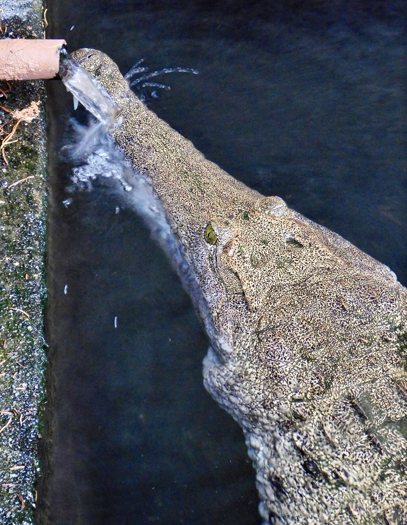 Australian Freshwater Crocodile (Crocodylus johnstoni) December 6, 2025