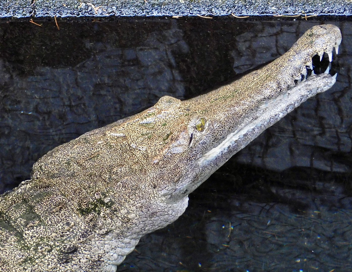Australian Freshwater Crocodile (Crocodylus johnstoni) December 6, 2025