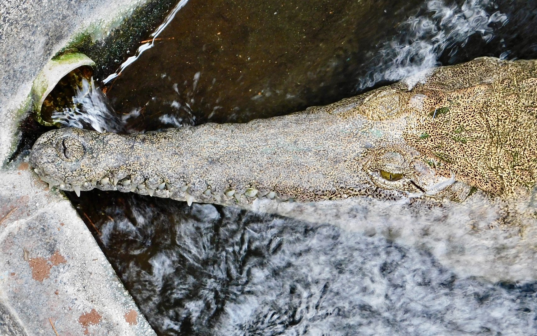 Australian Freshwater Crocodile (Crocodylus johnstoni) December 6, 2025