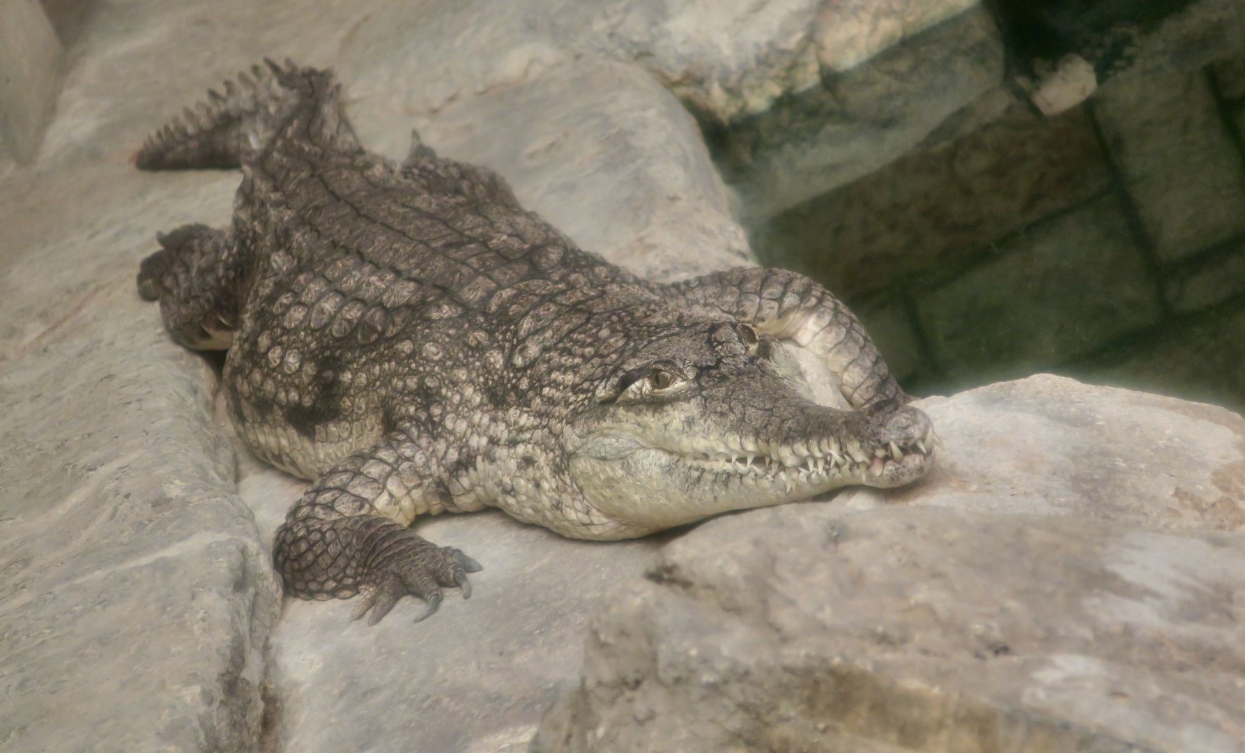 Australian Freshwater Crocodile (Crocodylus johnstoni)