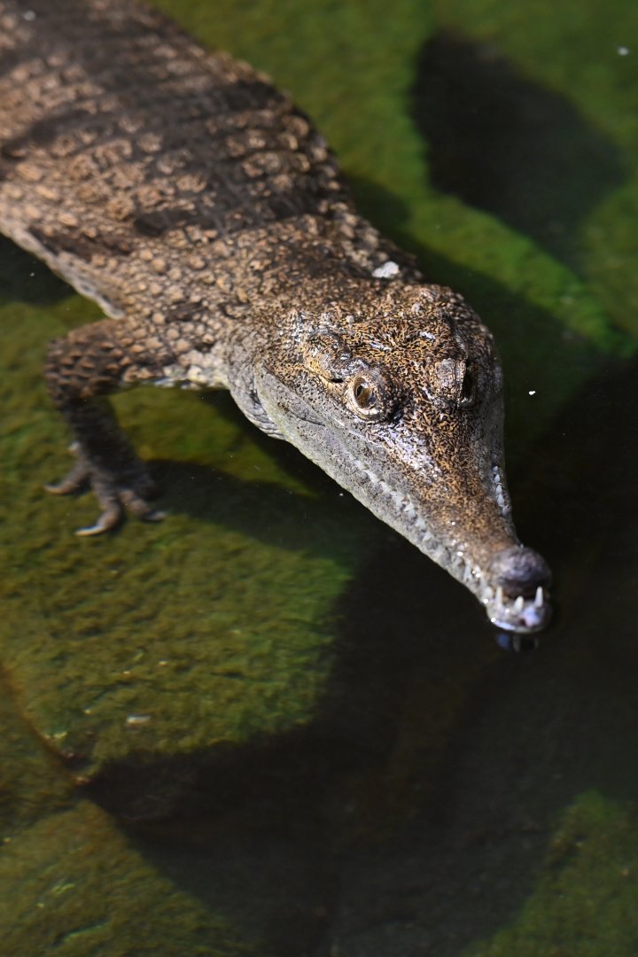 Australian freshwater crocodile Crocodylus johnstoni