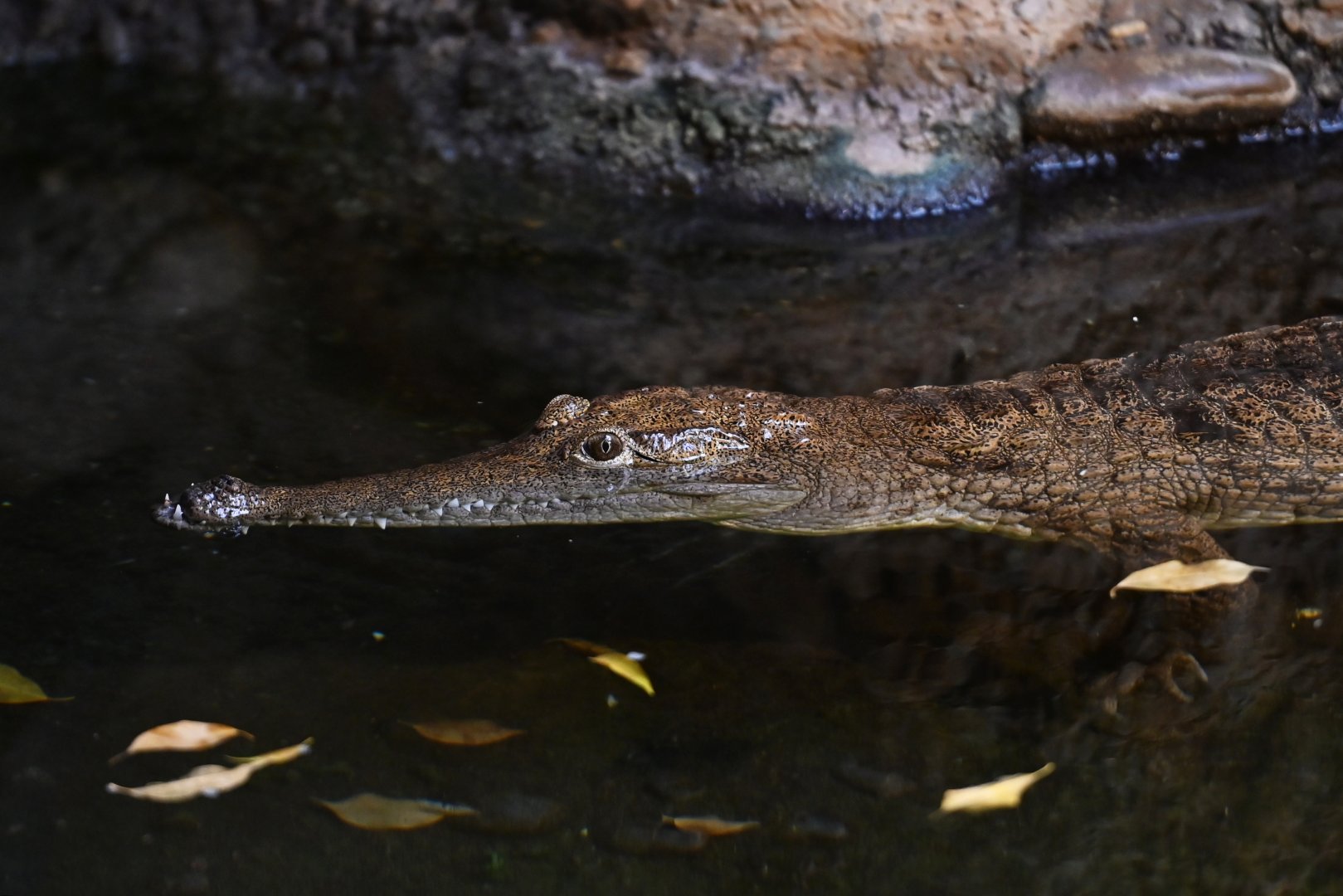 Australian freshwater crocodile Crocodylus johnstoni